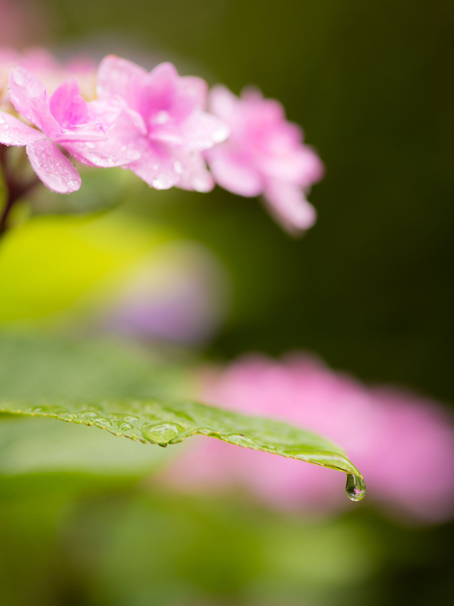 Nikon D810 + ZEISS Makro-Planar T* 100mm F2 sample photo. Hydrangea01 photography