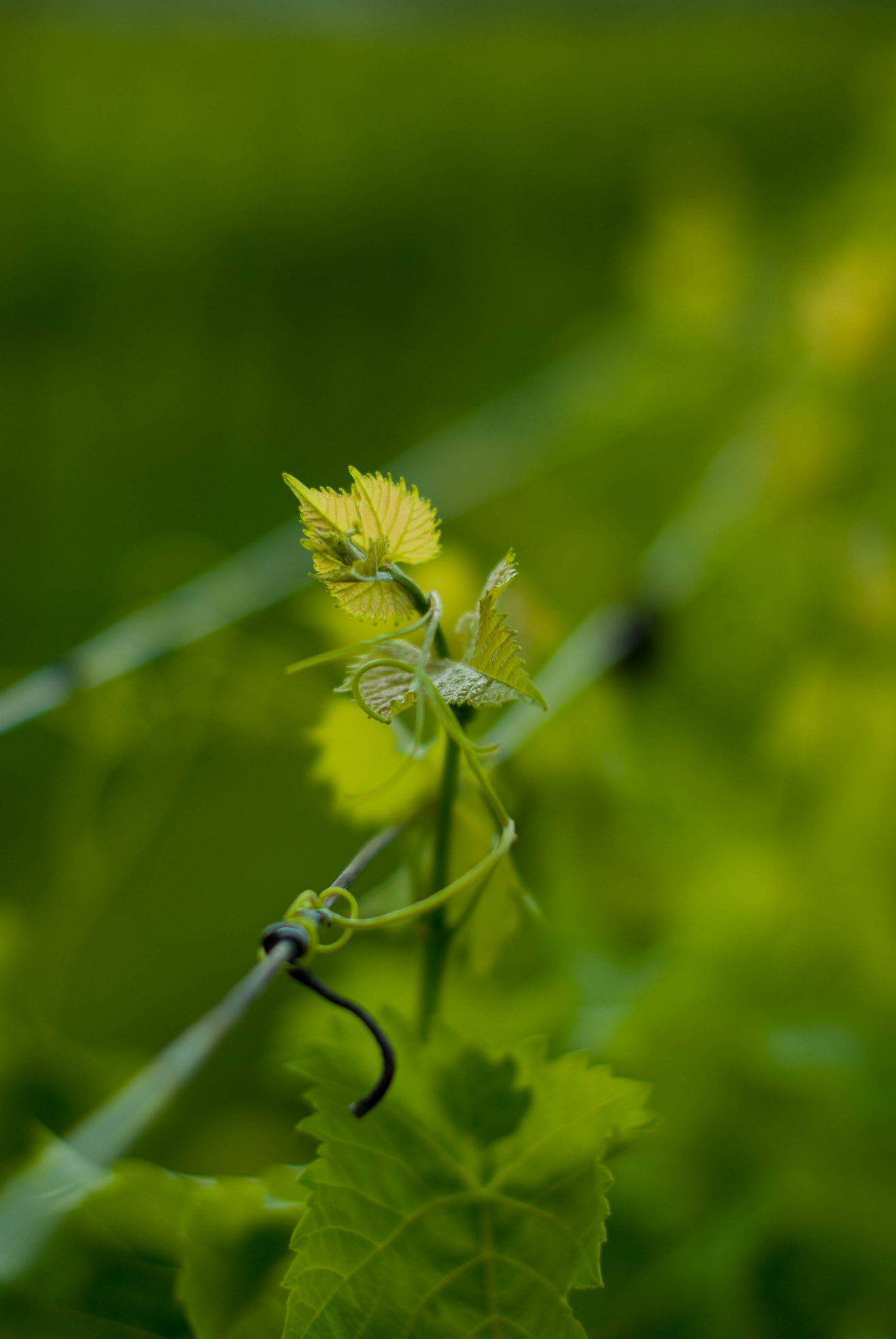 Nikon D60 + Nikon AF-S Nikkor 50mm F1.4G sample photo. Growing vineyards photography