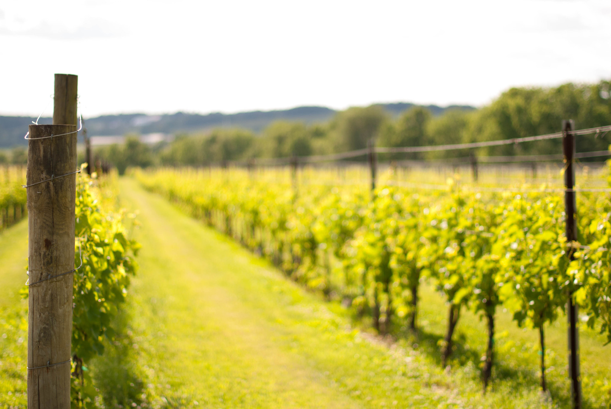 Nikon D60 + Nikon AF-S Nikkor 50mm F1.4G sample photo. Vineyards photography
