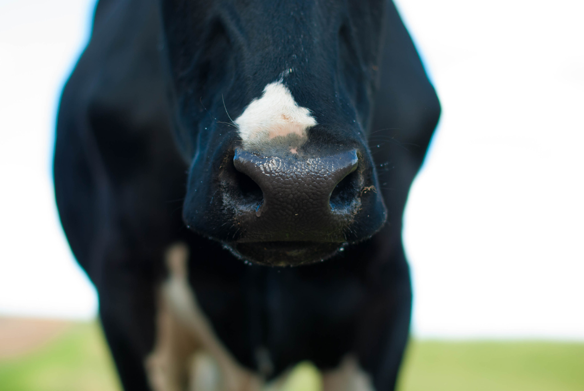 Nikon D60 + Nikon AF-S Nikkor 50mm F1.4G sample photo. The nose knows photography
