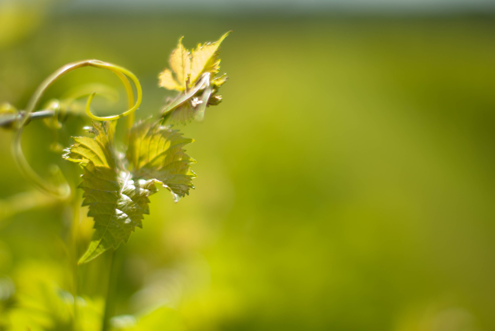 Nikon D60 + Nikon AF-S Nikkor 50mm F1.4G sample photo. Growing vineyards photography