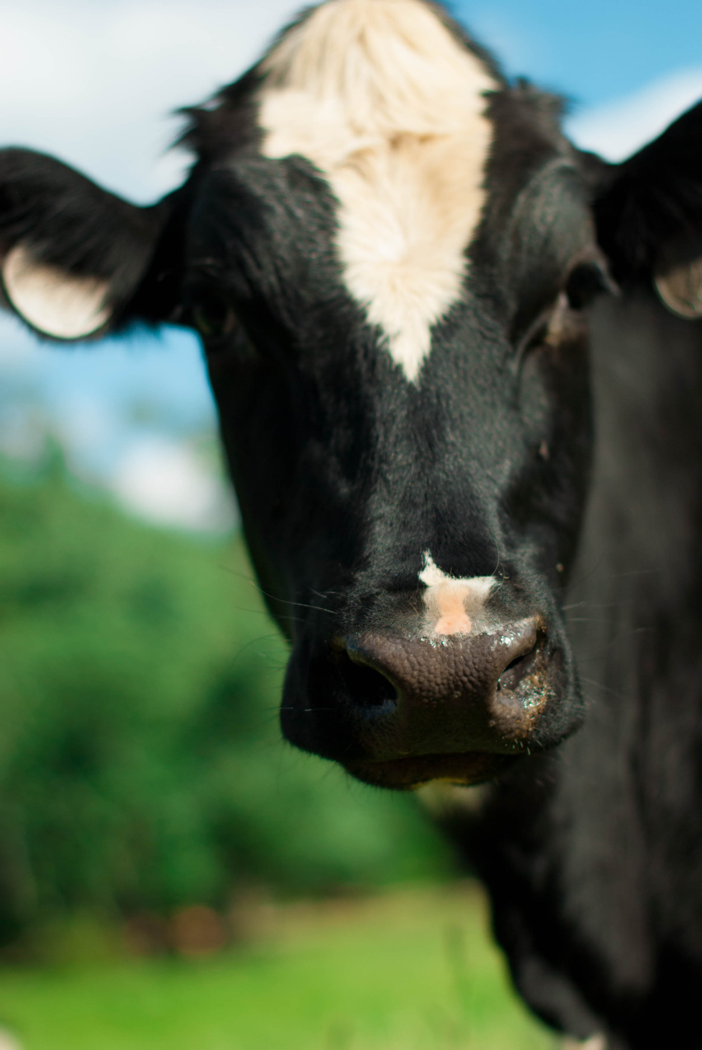 Nikon D60 + Nikon AF-S Nikkor 50mm F1.4G sample photo. Cow closeup photography