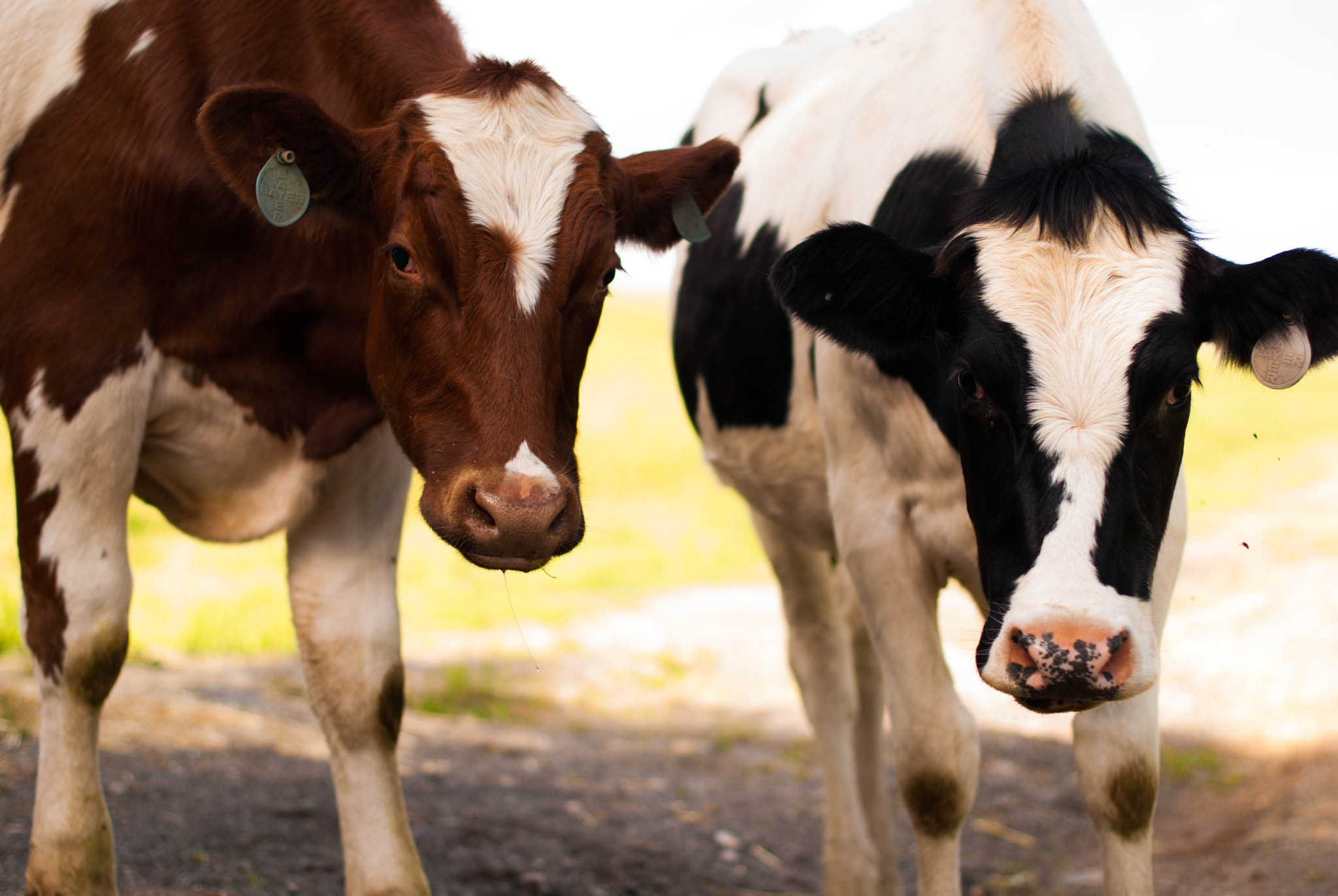 Nikon D60 + Nikon AF-S Nikkor 50mm F1.4G sample photo. Cow friends photography