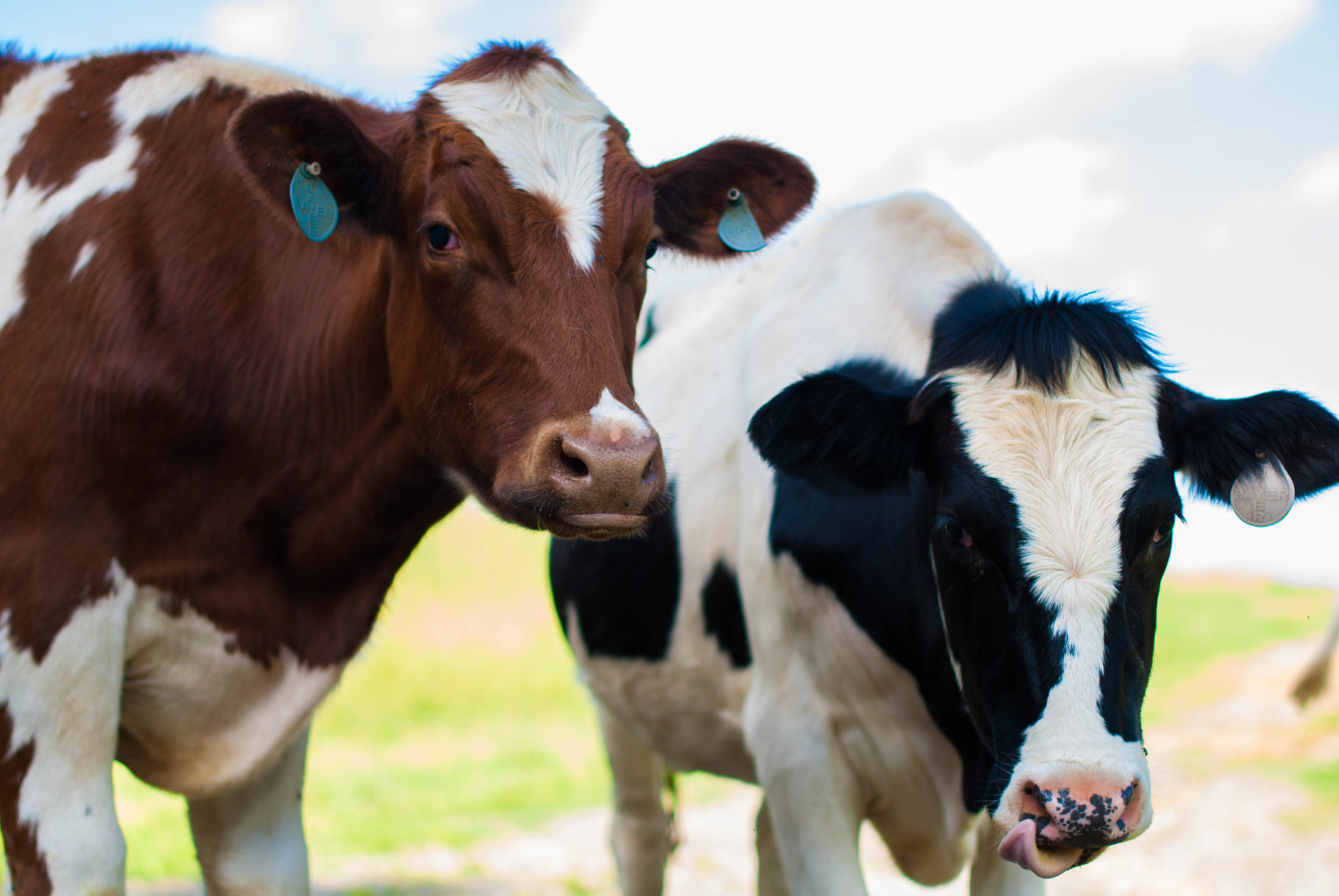 Nikon D60 + Nikon AF-S Nikkor 50mm F1.4G sample photo. Cow friends photography