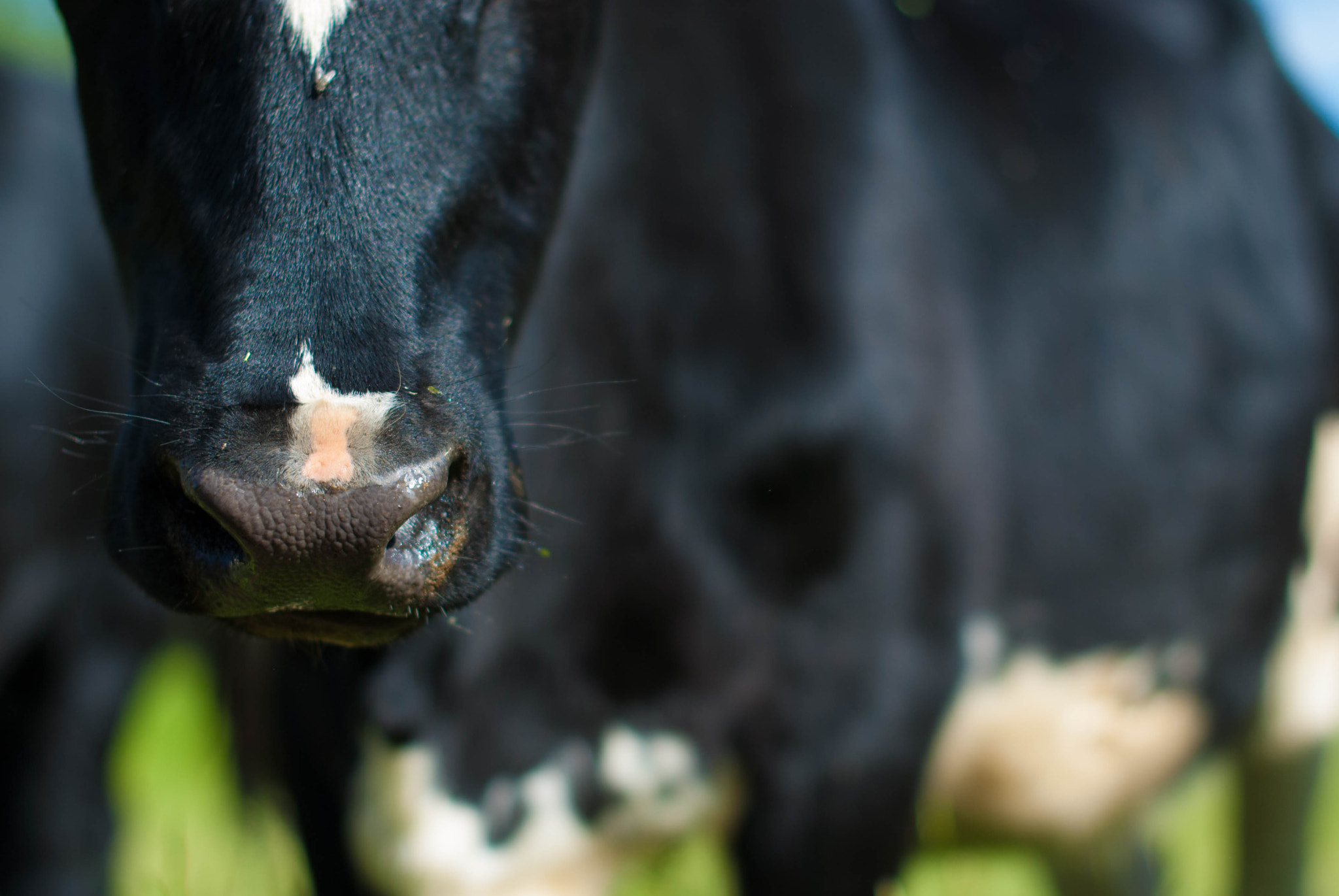 Nikon D60 + Nikon AF-S Nikkor 50mm F1.4G sample photo. Cow photography