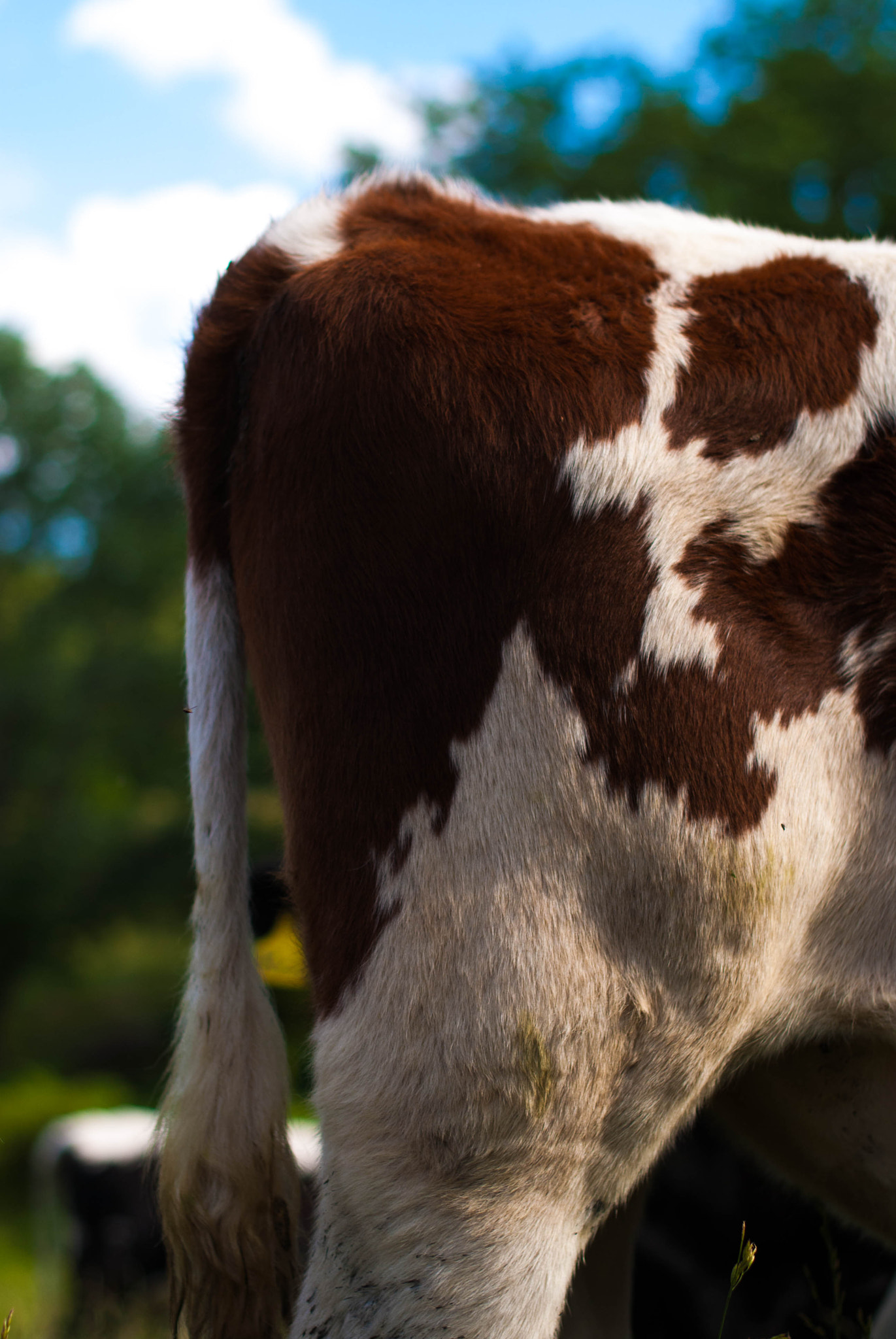 Nikon D60 + Nikon AF-S Nikkor 50mm F1.4G sample photo. Cow butt photography