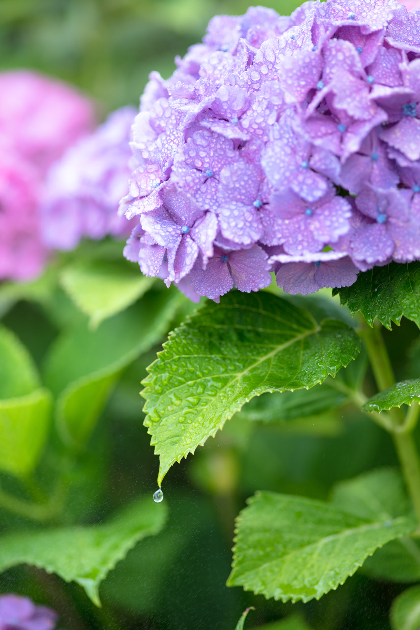ZEISS Makro-Planar T* 100mm F2 sample photo. Hydrangea02 photography