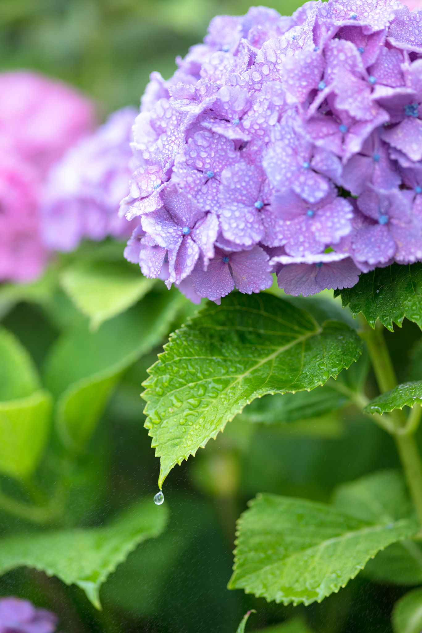 Nikon D810 + ZEISS Makro-Planar T* 100mm F2 sample photo. Hydrangea02 photography