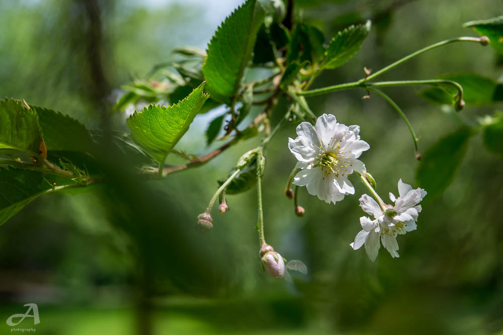 Nikon AF-S Micro-Nikkor 60mm F2.8G ED sample photo. Tomorrow could bring you sorrow, tomorrow could br ... photography