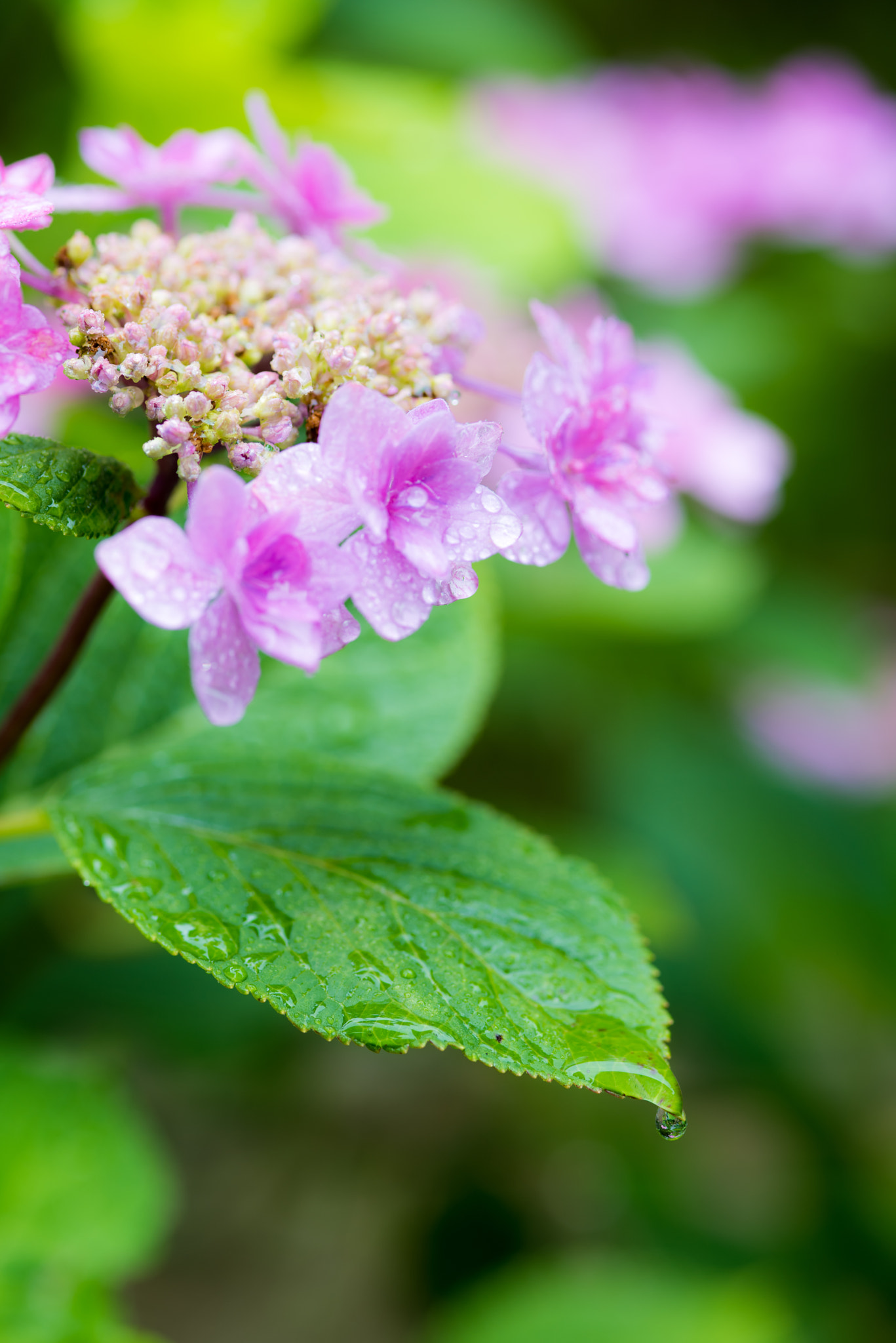 Nikon D810 + ZEISS Makro-Planar T* 100mm F2 sample photo. Hydrangea03 photography