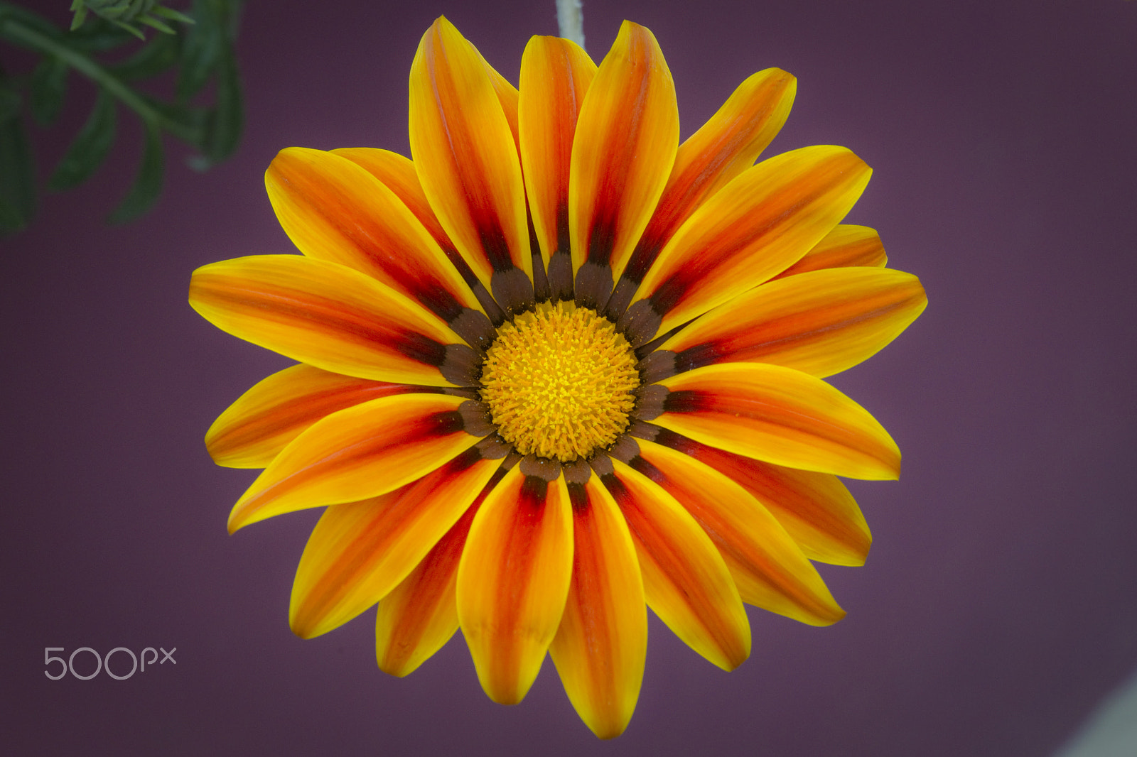 Canon EOS-1D Mark IV sample photo. May it brighten your day :-) photography