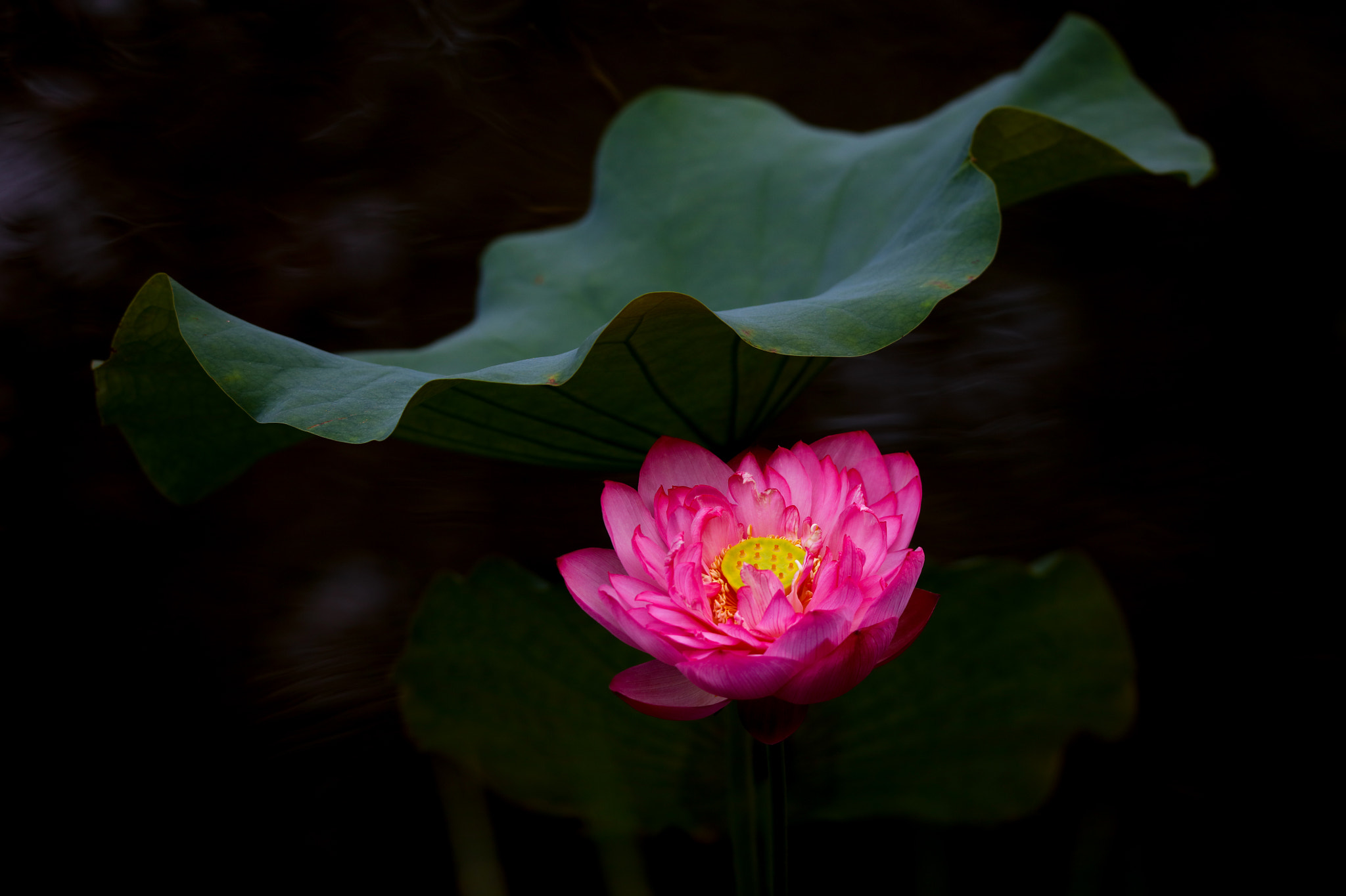 Tamron SP 150-600mm F5-6.3 Di VC USD sample photo. Lotus photography