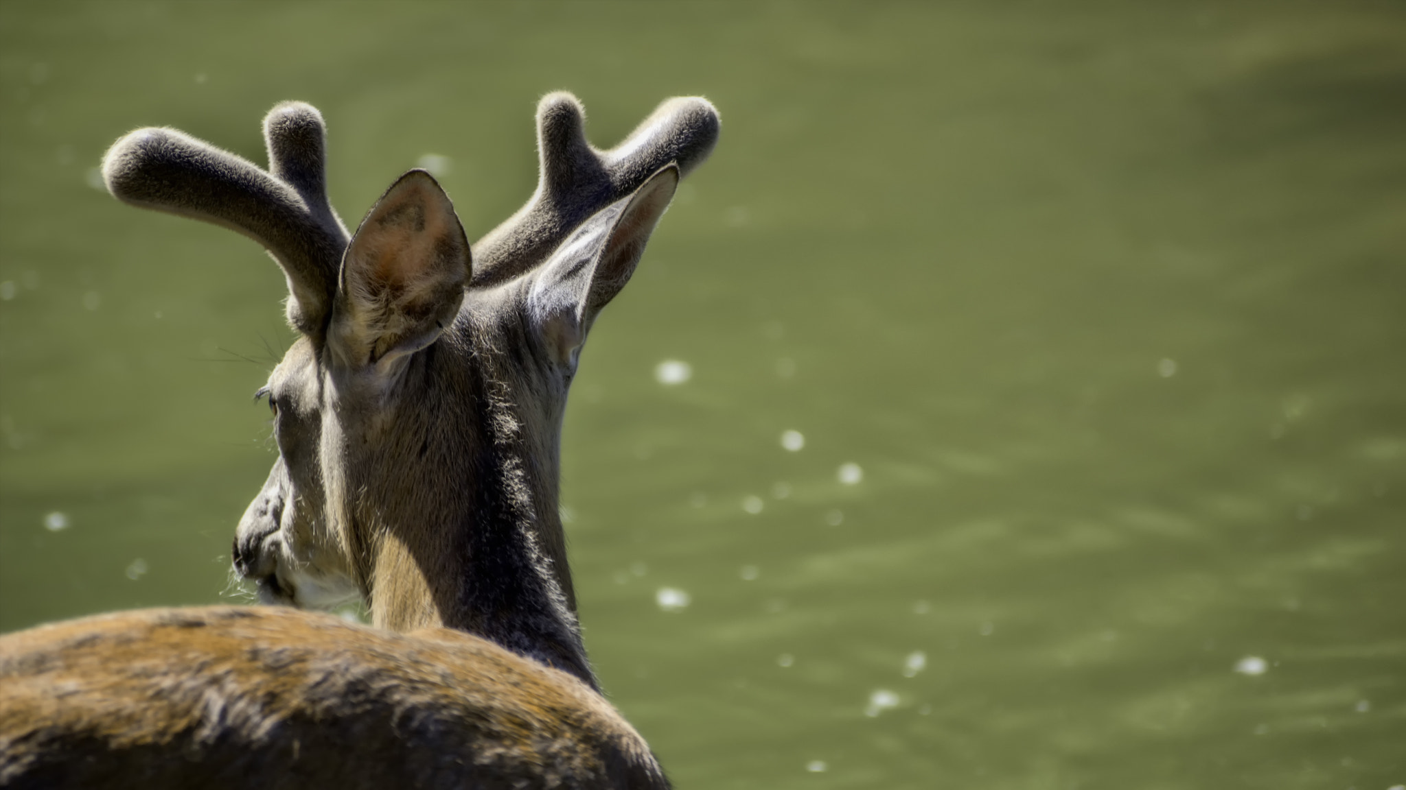 Sony DT 55-300mm F4.5-5.6 SAM sample photo. Deer photography