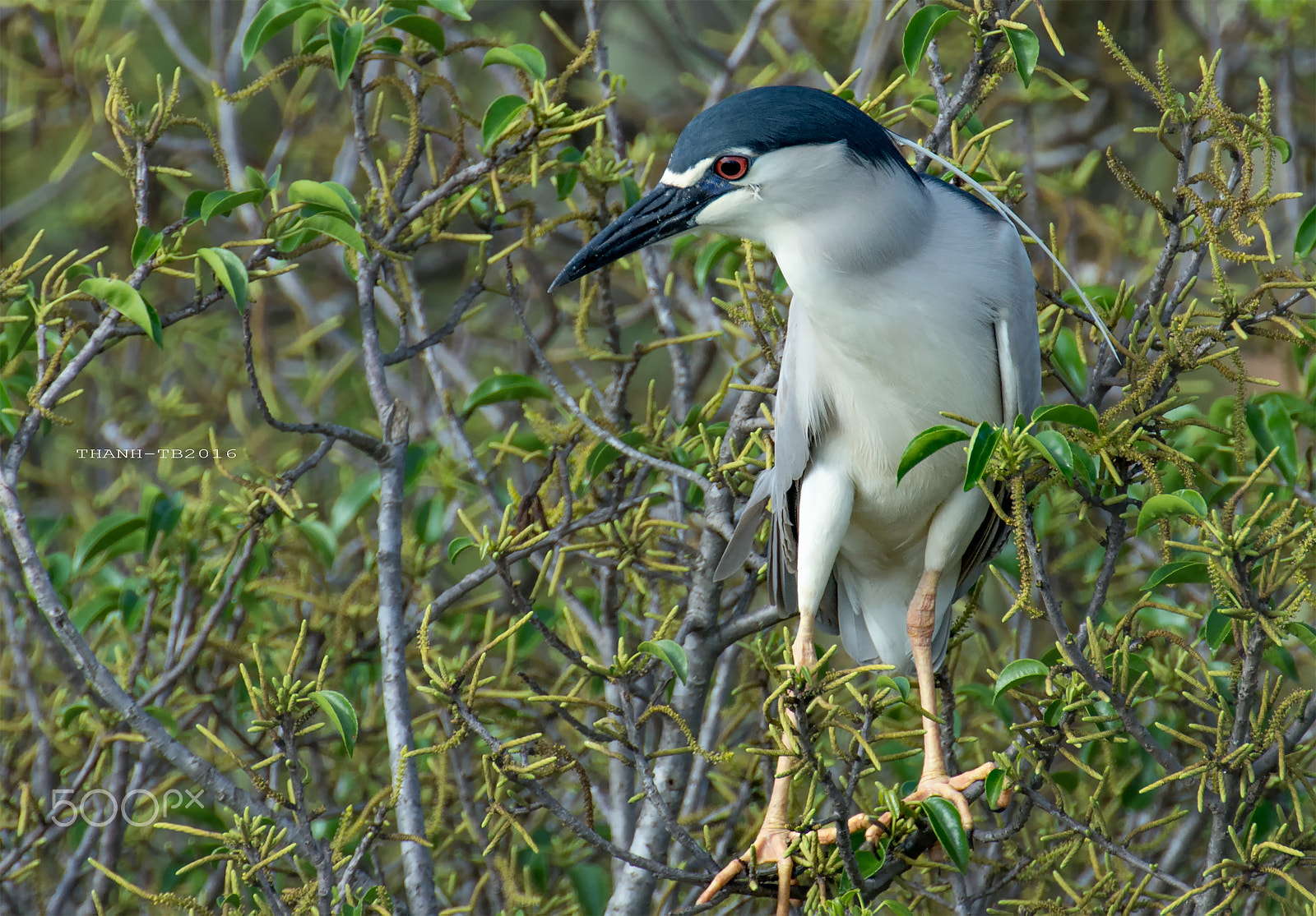 Nikon AF-S Nikkor 600mm F4D ED-IF II sample photo