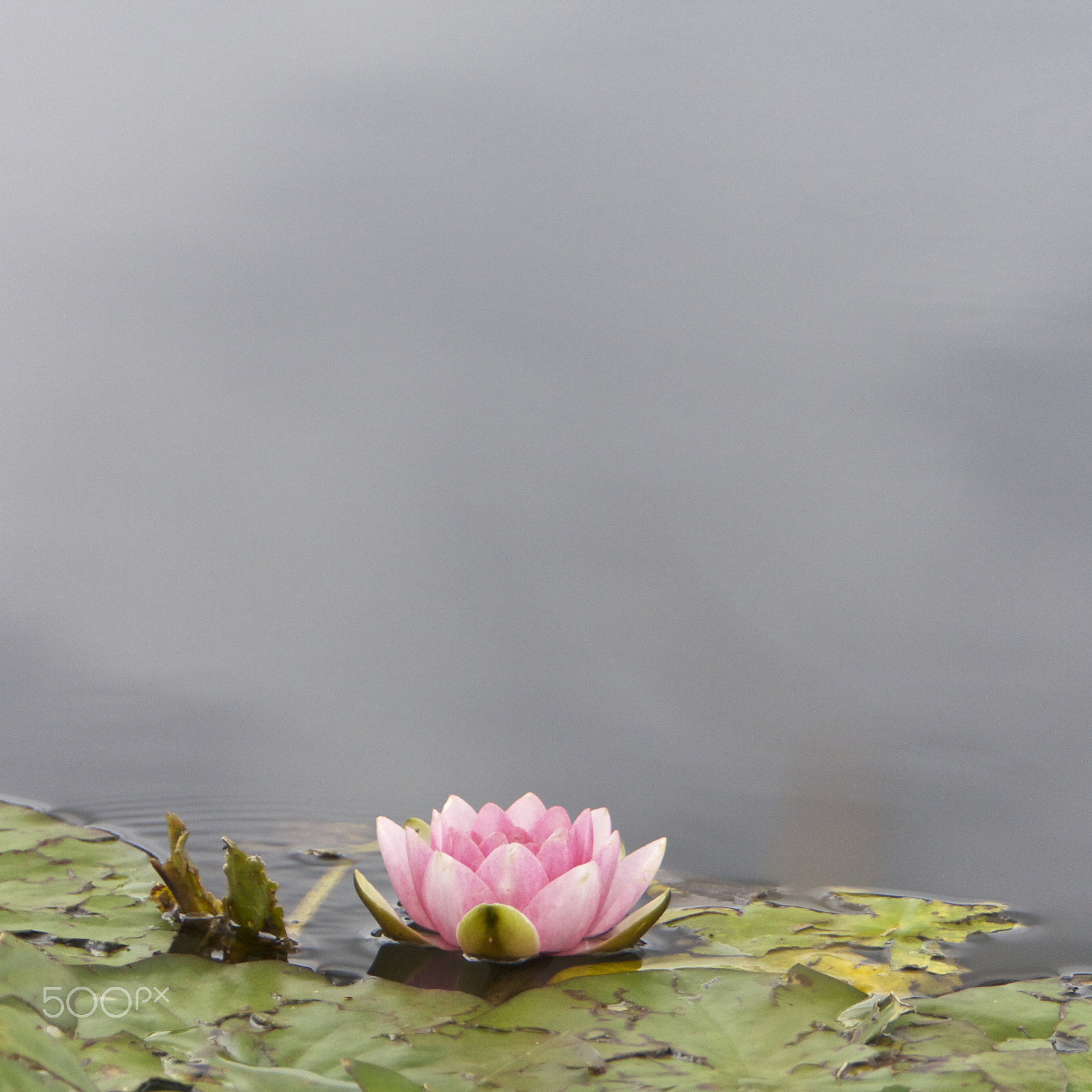 Canon EF 70-200mm F2.8L IS USM sample photo. Lilly, flower photography