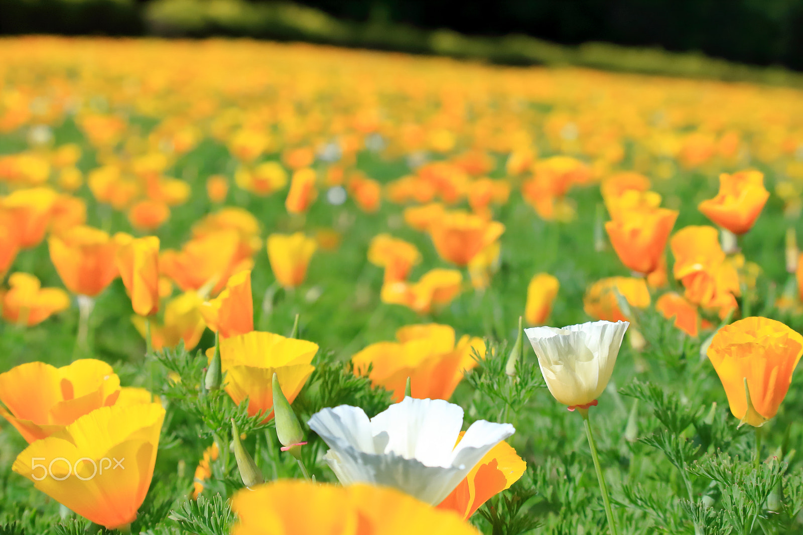 Canon EOS 700D (EOS Rebel T5i / EOS Kiss X7i) sample photo. Poppies, flower field photography