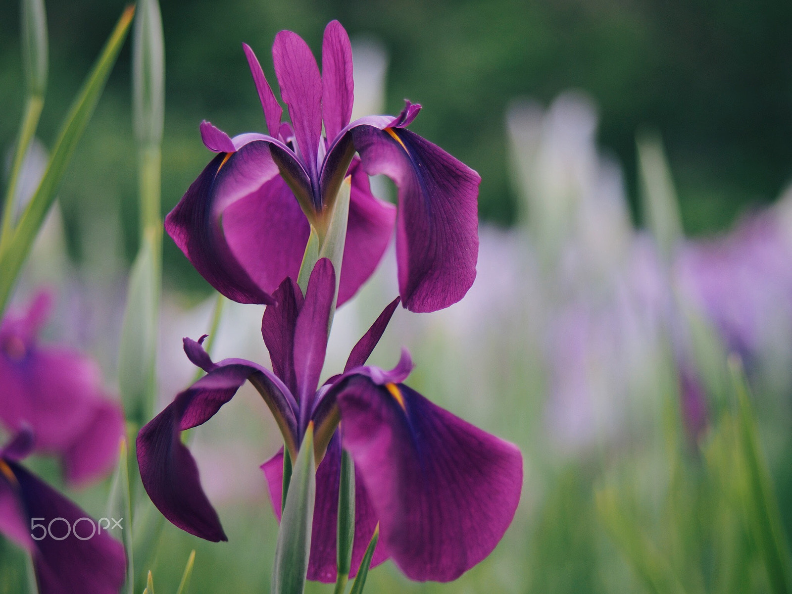 Olympus PEN E-PM2 sample photo. Binary iris photography