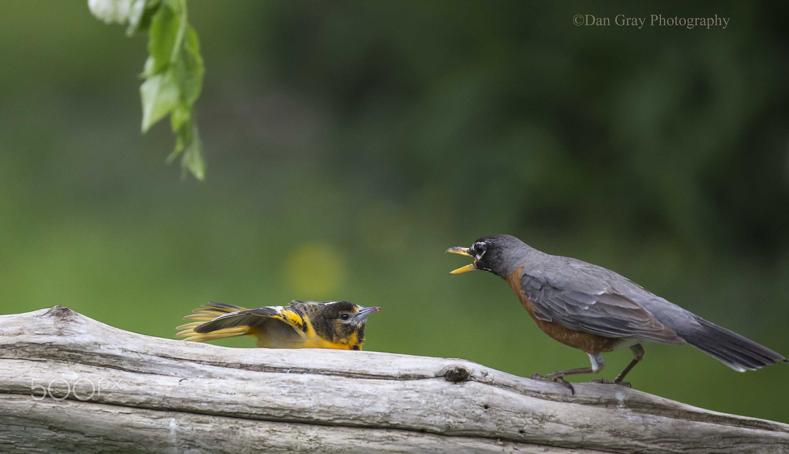 Canon EOS 6D + Canon EF 100-400mm F4.5-5.6L IS II USM sample photo. The showdown-oriole vs. robin photography