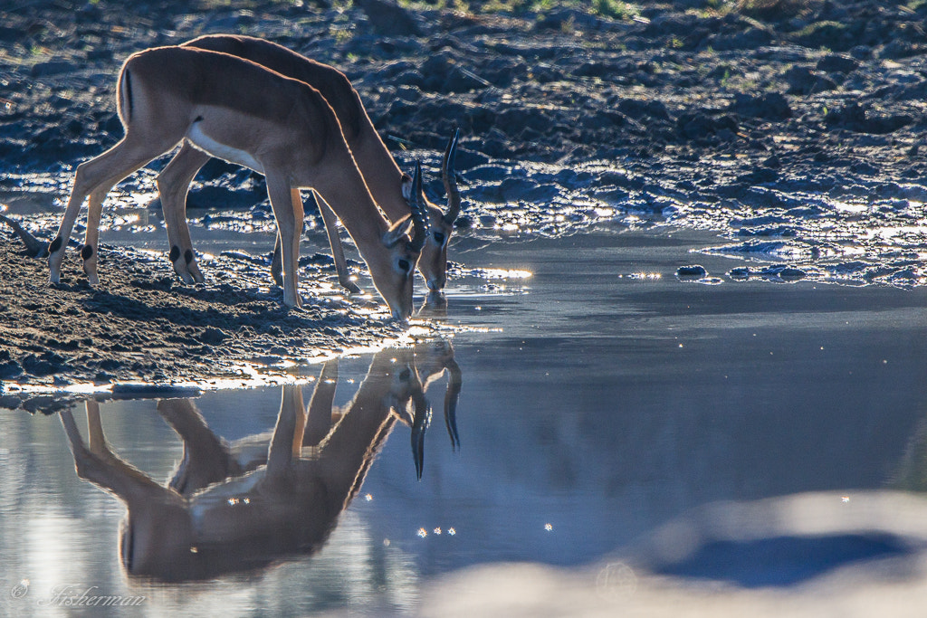 Canon EOS 7D Mark II + Canon EF 600mm F4L IS II USM sample photo. Antelope photography