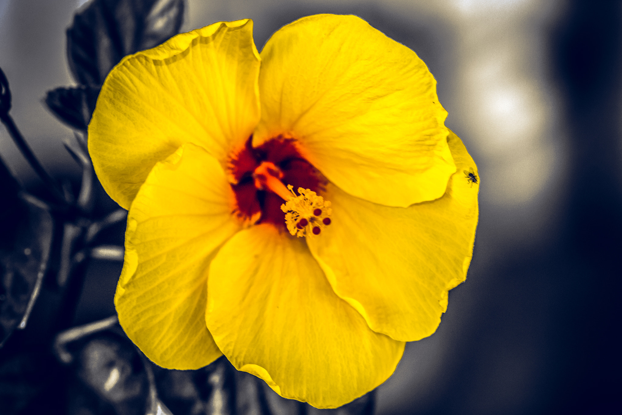 Canon EF 180mm F3.5L Macro USM sample photo. Selective colored lily photography