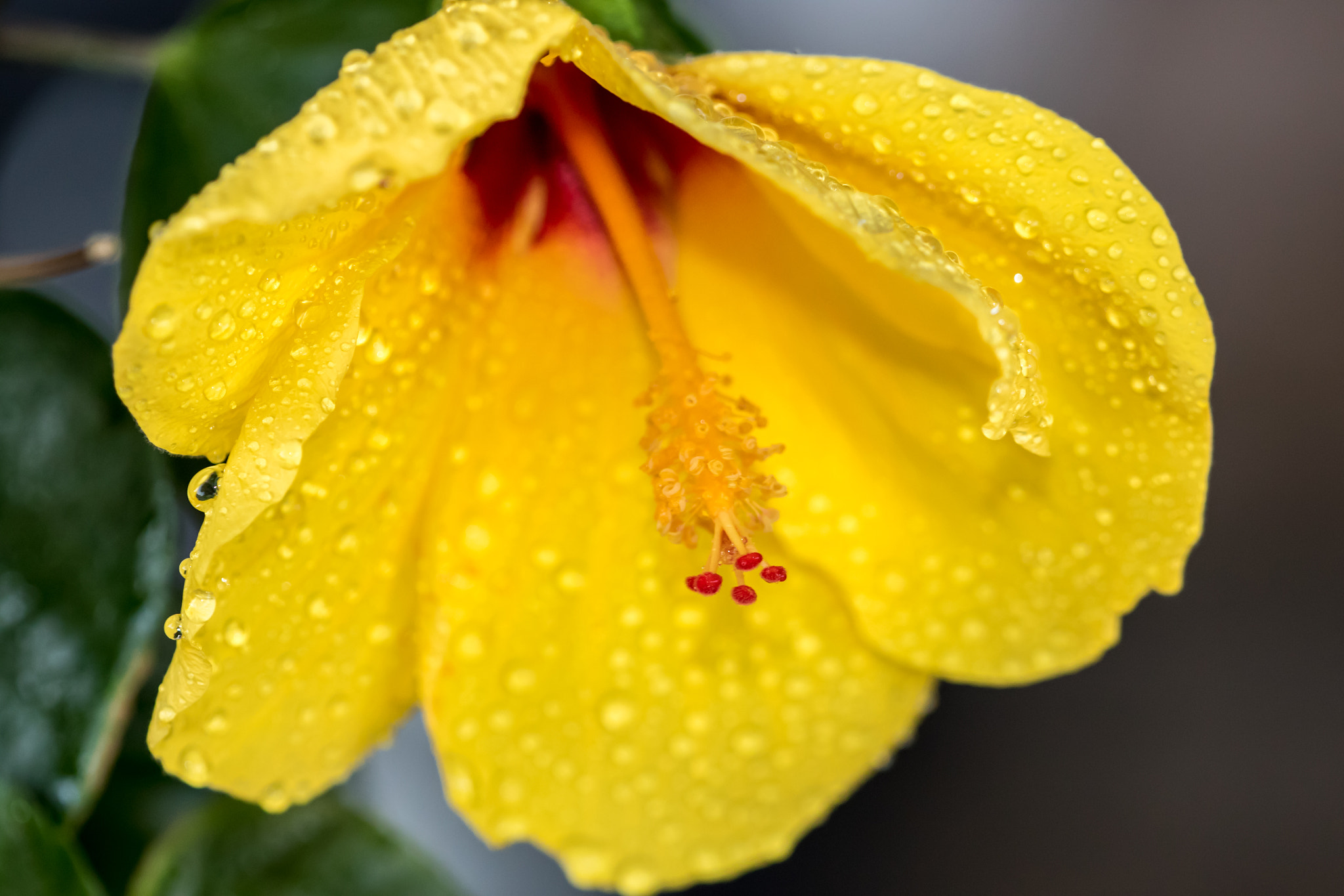 Canon EF 180mm F3.5L Macro USM sample photo. Weeping lily photography