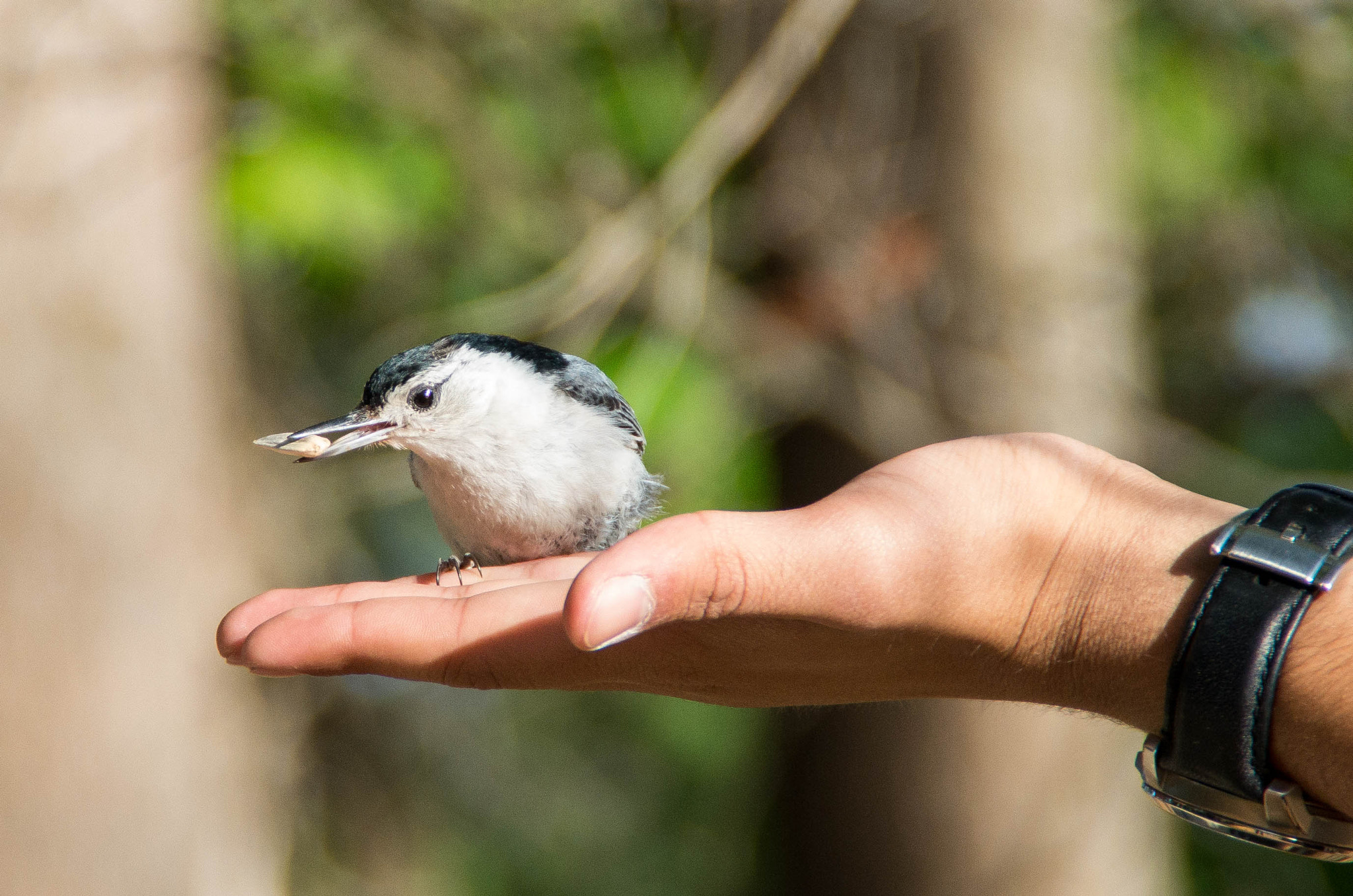 Tamron AF 18-200mm F3.5-6.3 XR Di II LD Aspherical (IF) Macro sample photo. Bold nuthatch photography