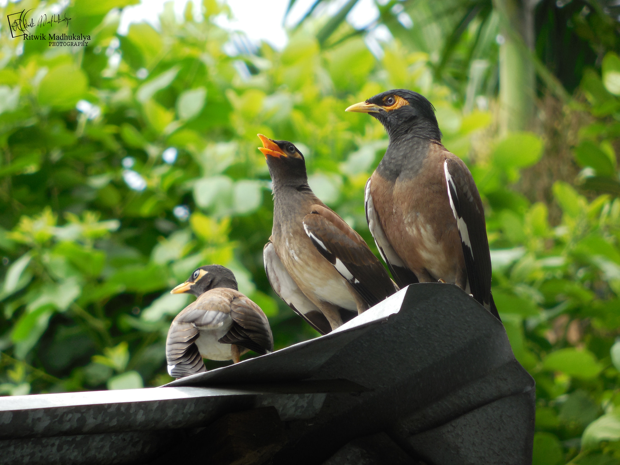 Nikon Coolpix L610 sample photo. Bird family photography