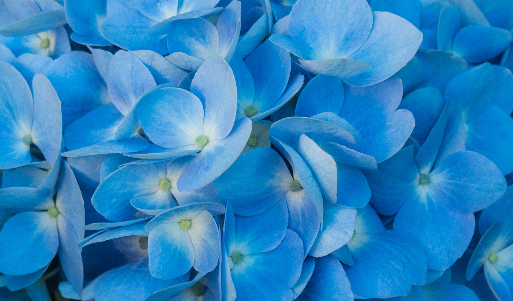 Olympus M.Zuiko Digital 14-42mm F3.5-5.6 II R sample photo. Blue hydrangeas photography