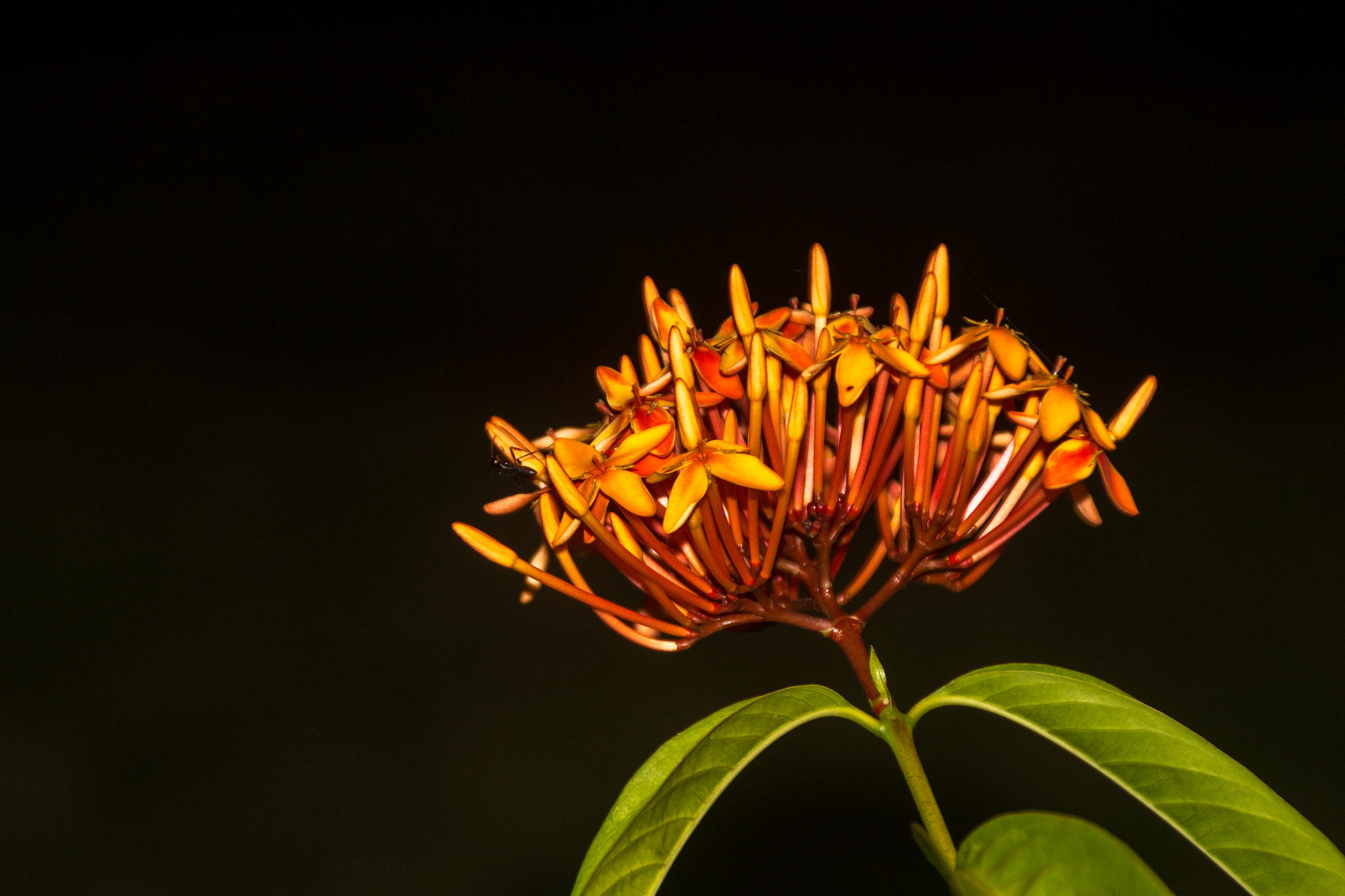 Canon EOS 1100D (EOS Rebel T3 / EOS Kiss X50) sample photo. Flower photography