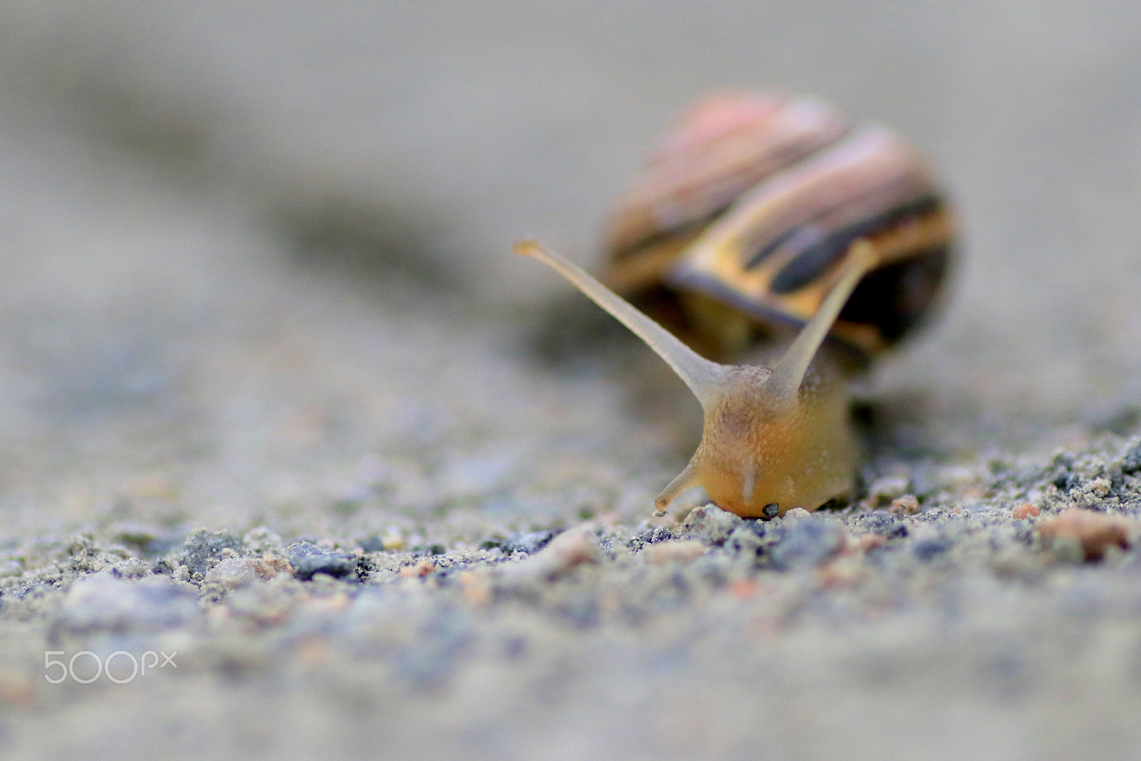 Canon EOS 7D Mark II + Tamron SP AF 90mm F2.8 Di Macro sample photo. Snail photography