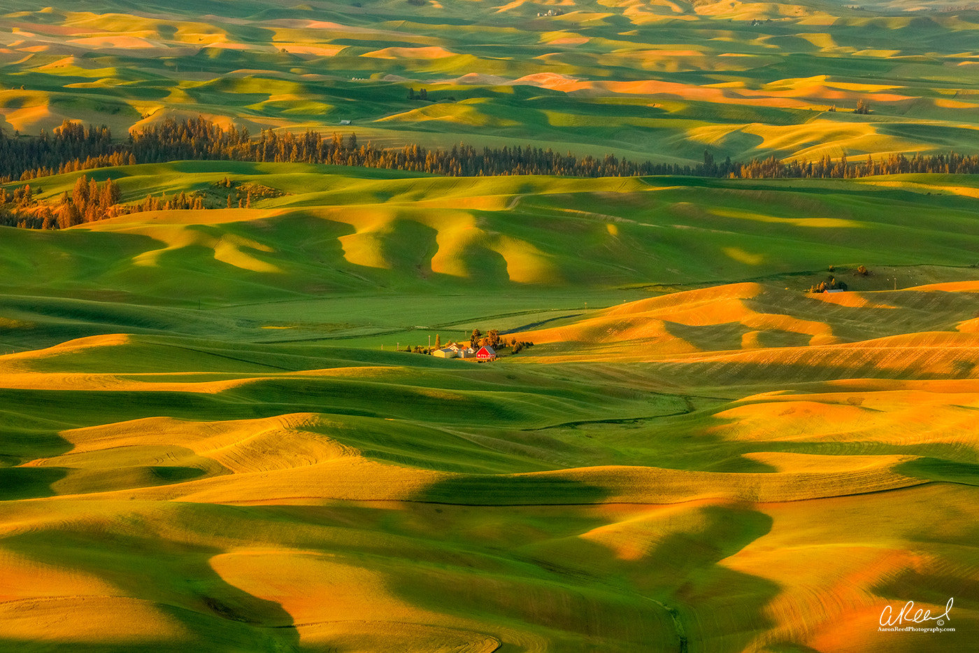 Canon EOS 5DS R + Canon EF 70-200mm F4L USM sample photo. In a sea of green photography