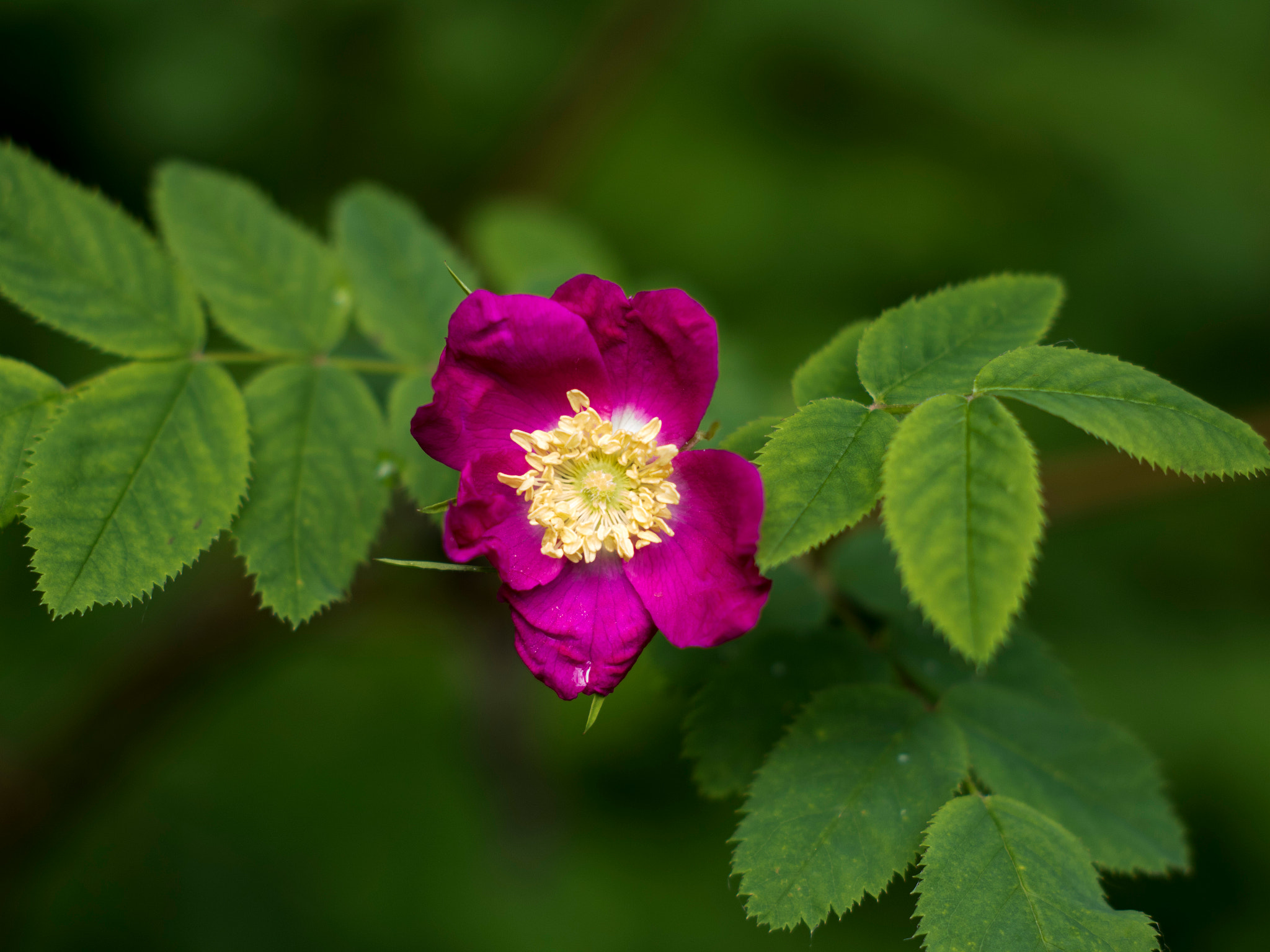 Canon EOS 750D (EOS Rebel T6i / EOS Kiss X8i) + Canon EF 35-80mm f/4-5.6 sample photo. Wild rose photography