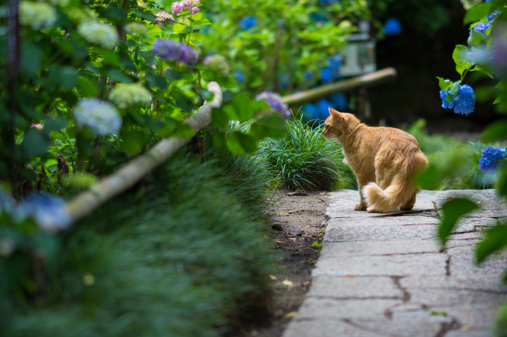 Sony SLT-A55 (SLT-A55V) + Sony Sonnar T* 135mm F1.8 ZA sample photo. Promenade photography