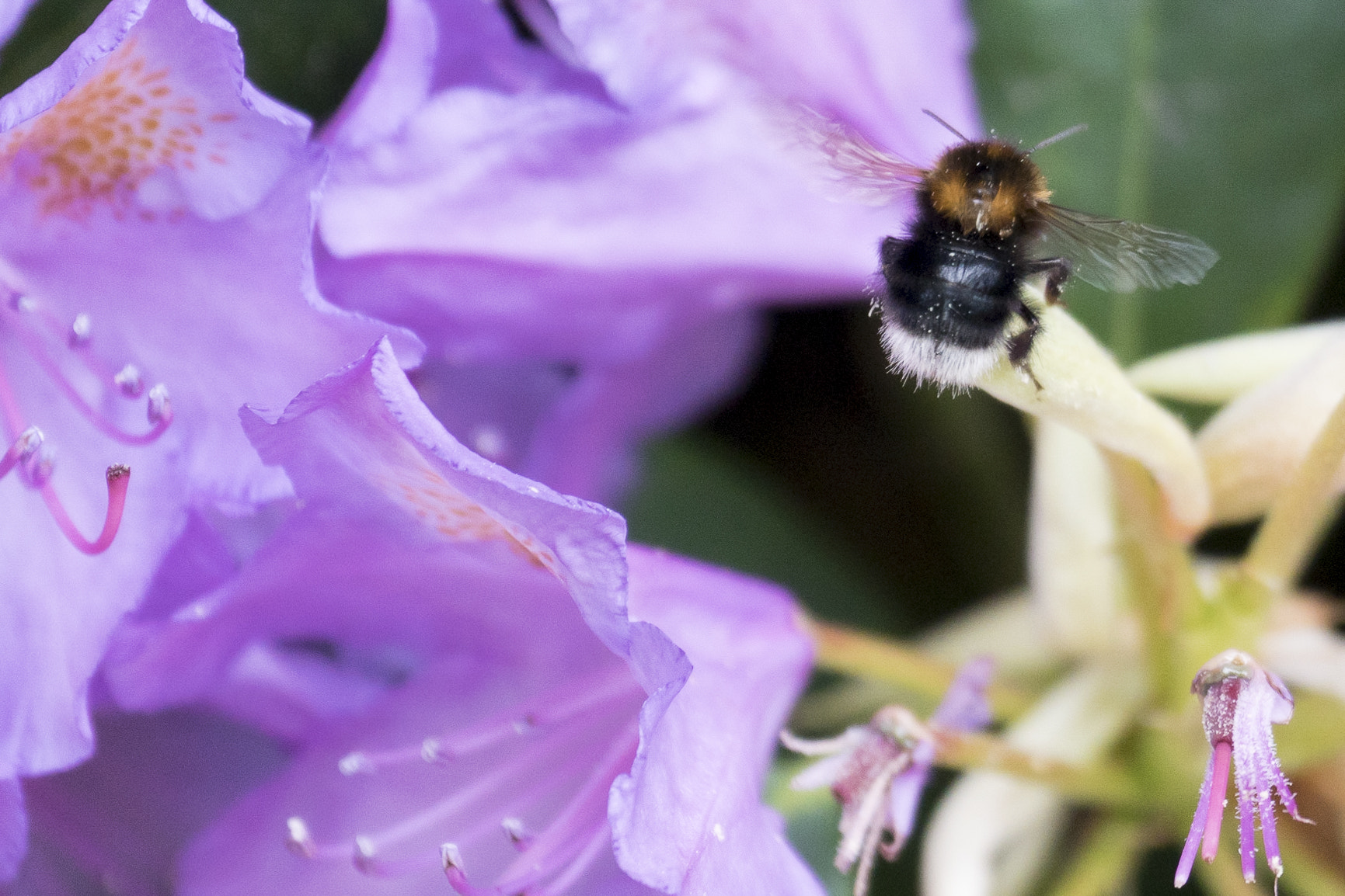 Sony 70-300mm F4.5-5.6 G SSM sample photo. Bloom flyby photography