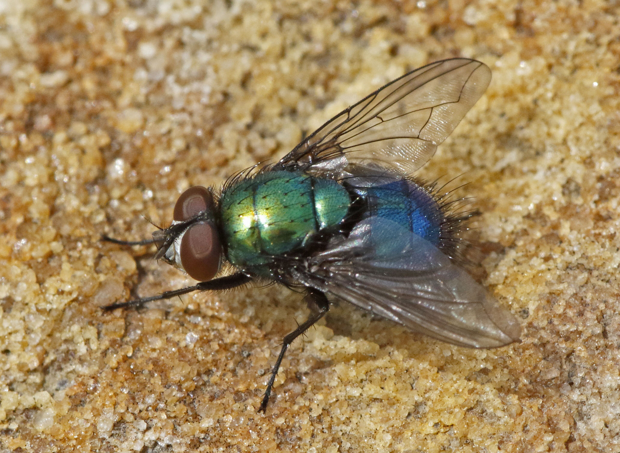 Canon EF 180mm F3.5L Macro USM sample photo. Stuff i photogged today photography