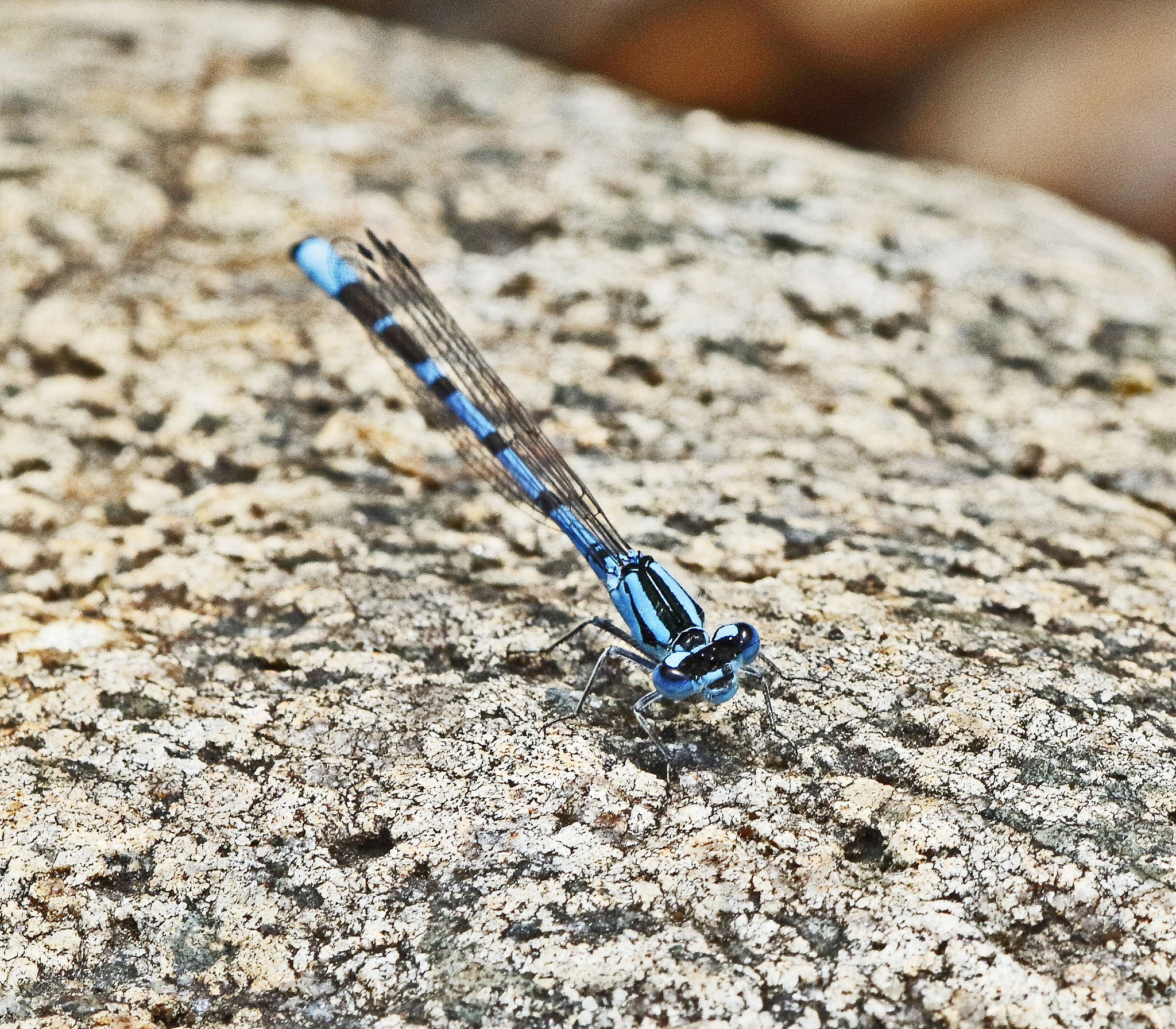Canon EF 180mm F3.5L Macro USM sample photo. Stuff i photogged today photography
