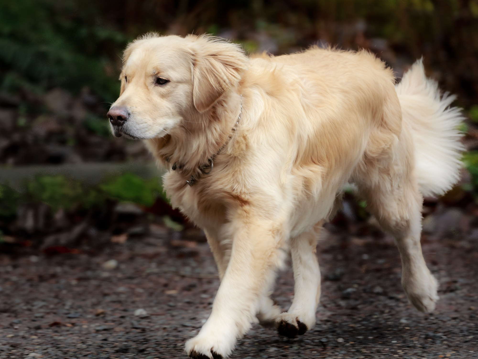 Canon EF 200-400mm F4L IS USM Extender 1.4x sample photo. Tucker on a walk-a-bout photography