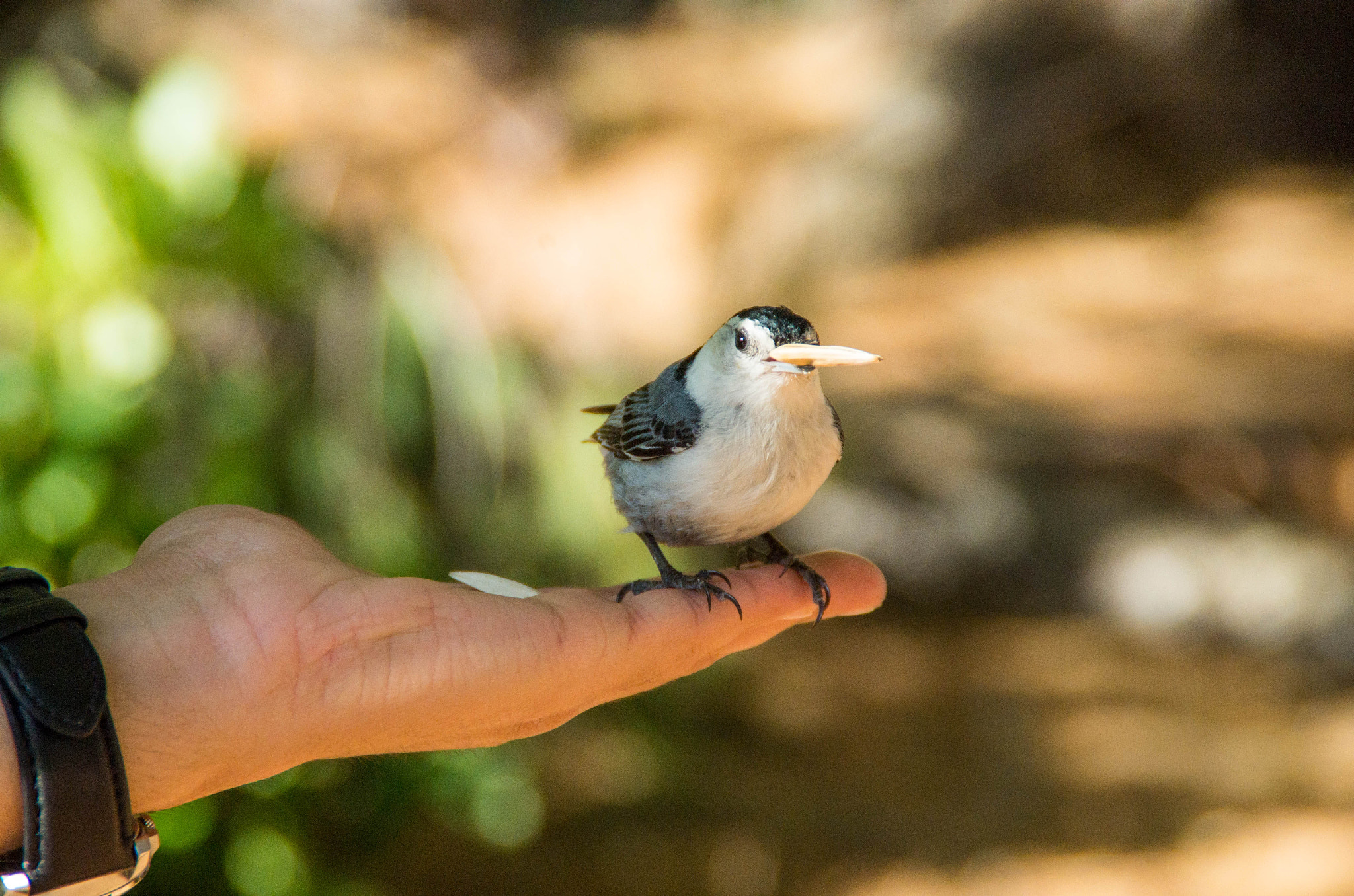 Tamron AF 18-200mm F3.5-6.3 XR Di II LD Aspherical (IF) Macro sample photo. Bold nuthatch #2 photography