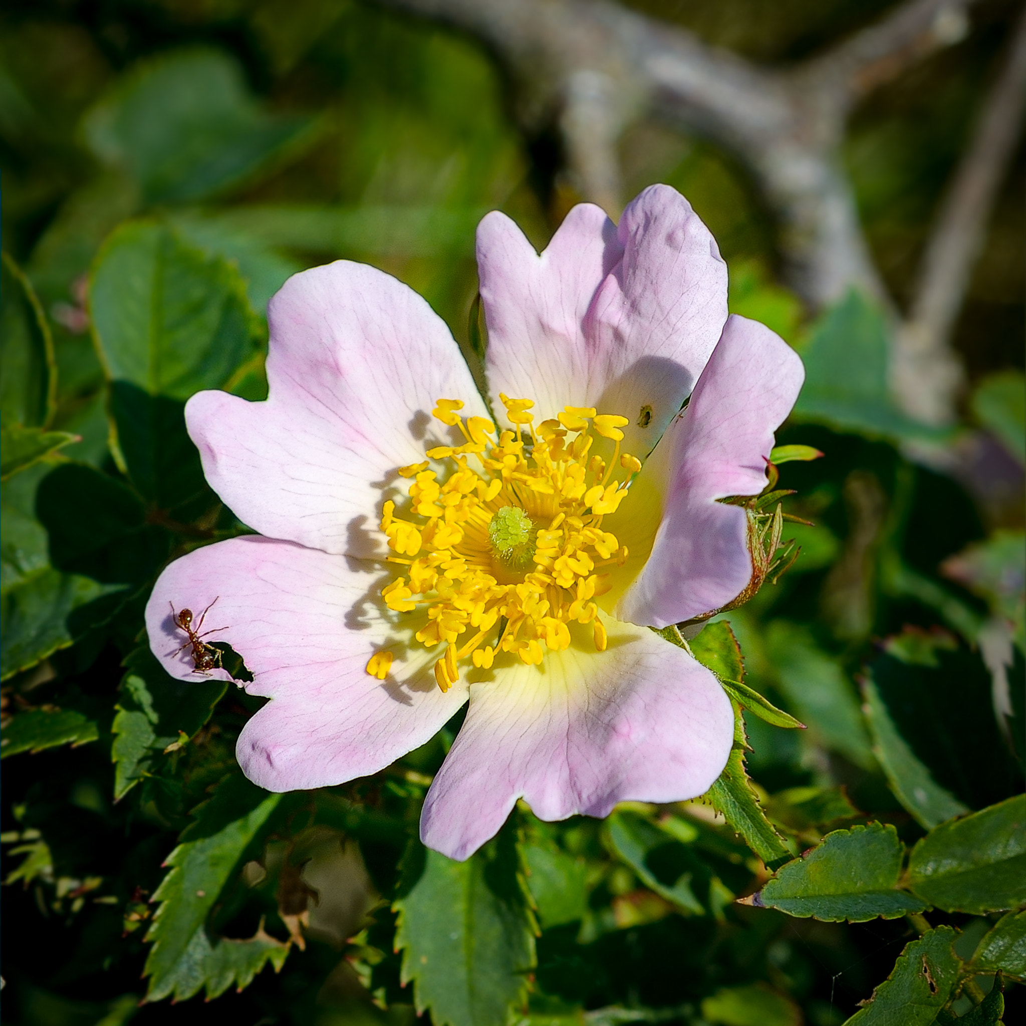 Nikon D800 + AF Nikkor 50mm f/1.8 sample photo. Dünenrose photography