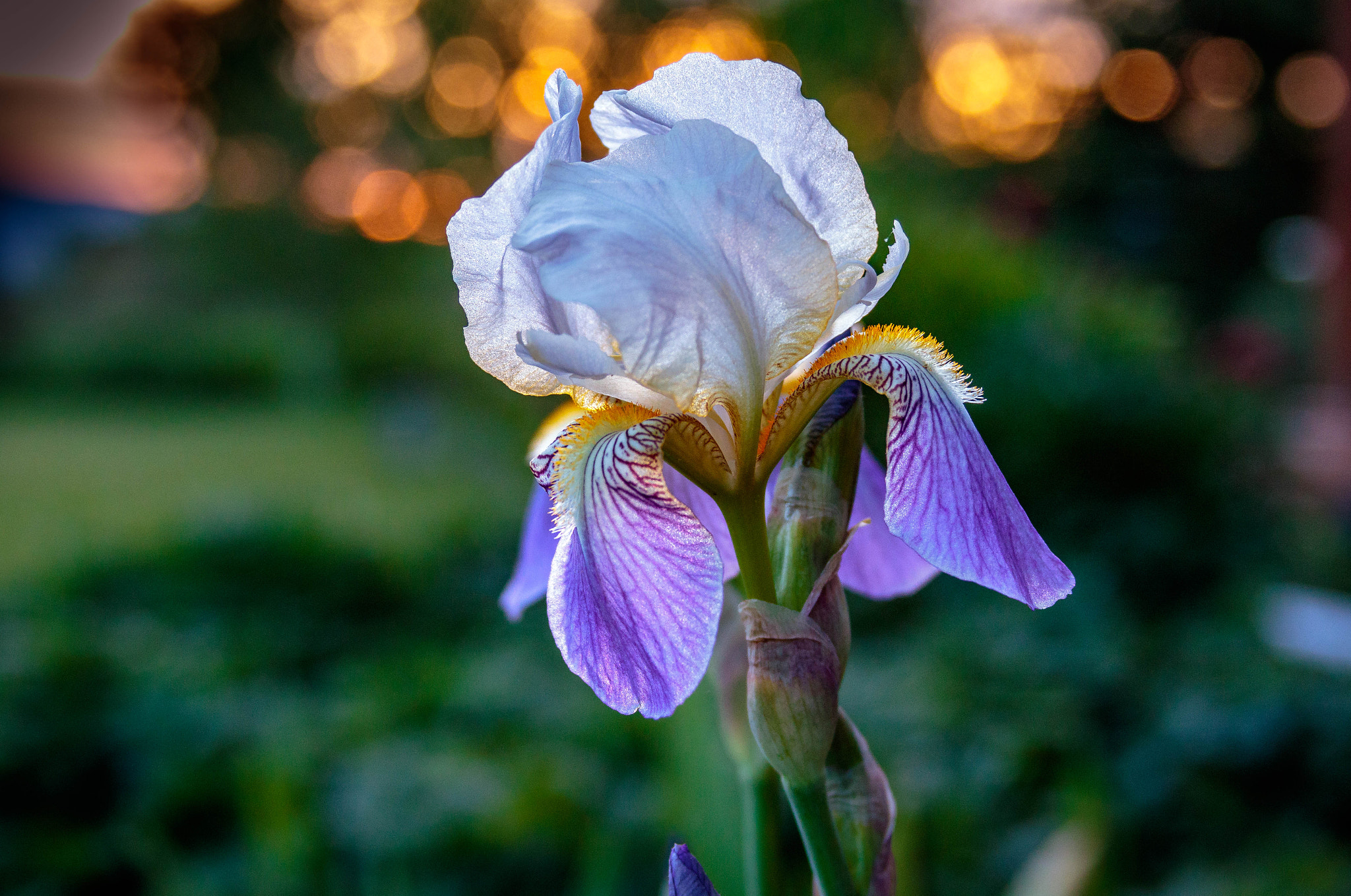 Canon EF 28-135mm F3.5-5.6 IS USM sample photo. Iris at sunset photography