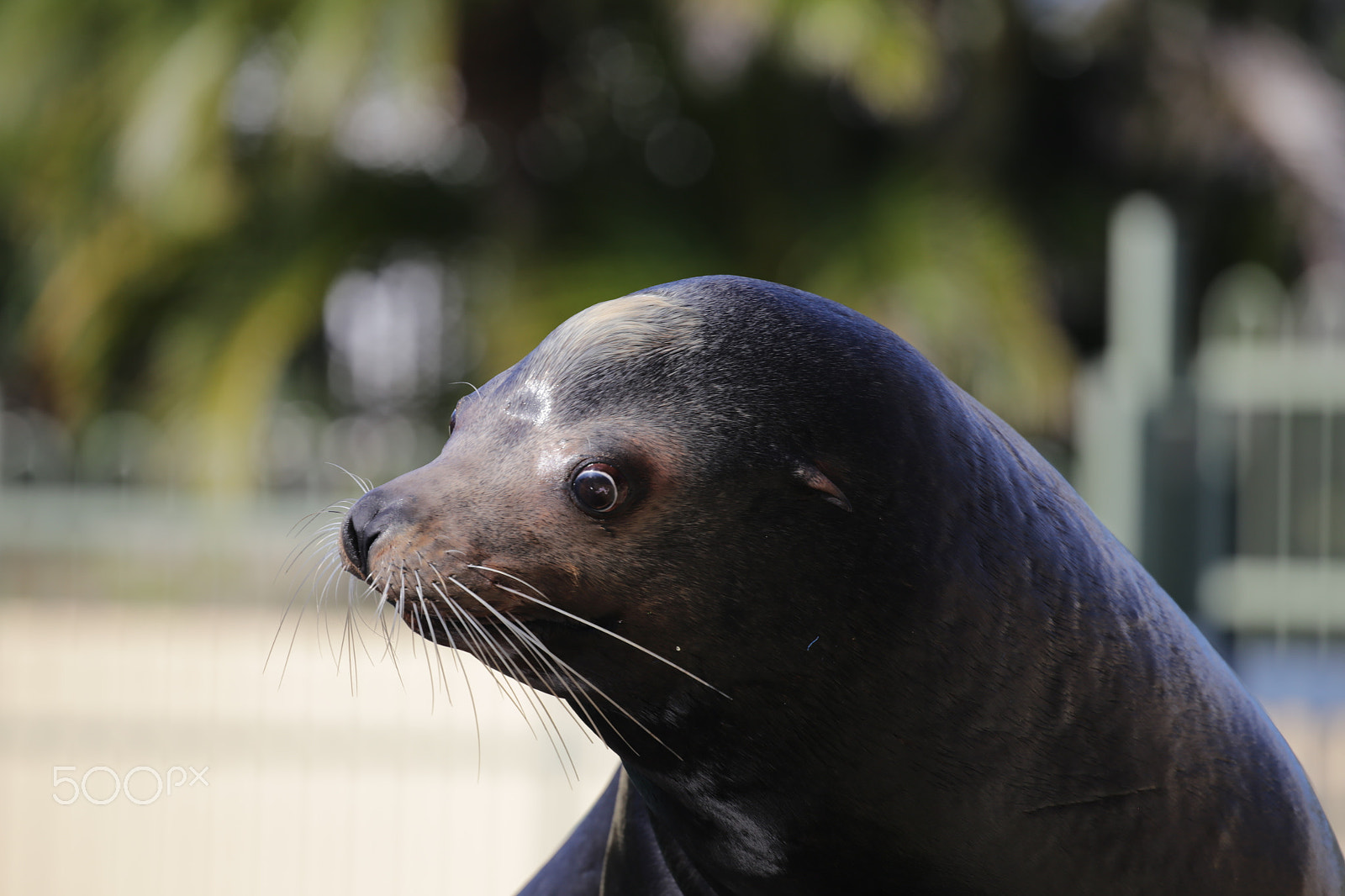 Canon EOS 6D + Canon EF 100-400mm F4.5-5.6L IS II USM sample photo. Perplexed photography