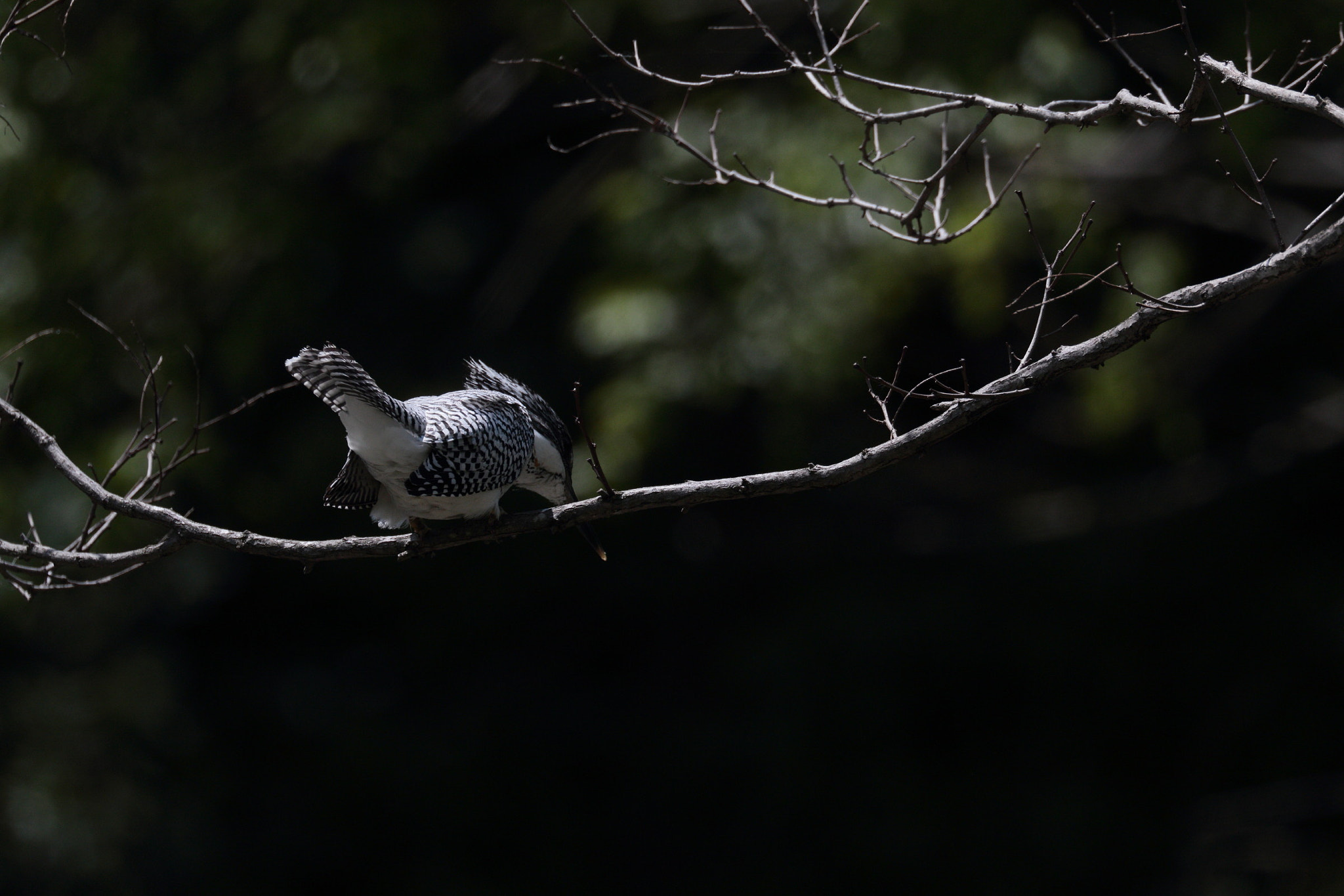 Canon EF 100-400mm F4.5-5.6L IS II USM sample photo. Checking the target photography