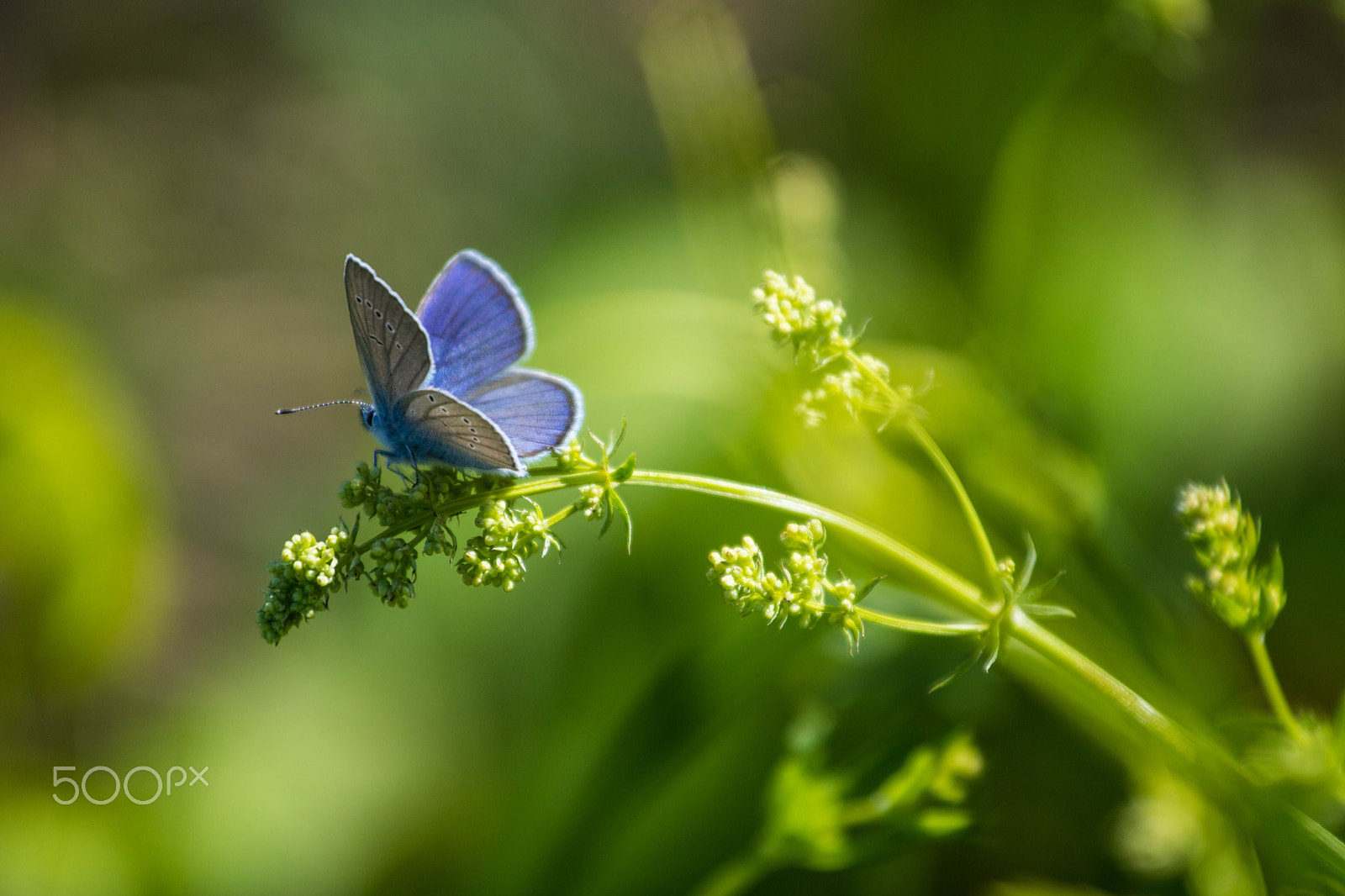 Canon EOS 760D (EOS Rebel T6s / EOS 8000D) + Canon EF 70-200mm F4L USM sample photo. The blue photography