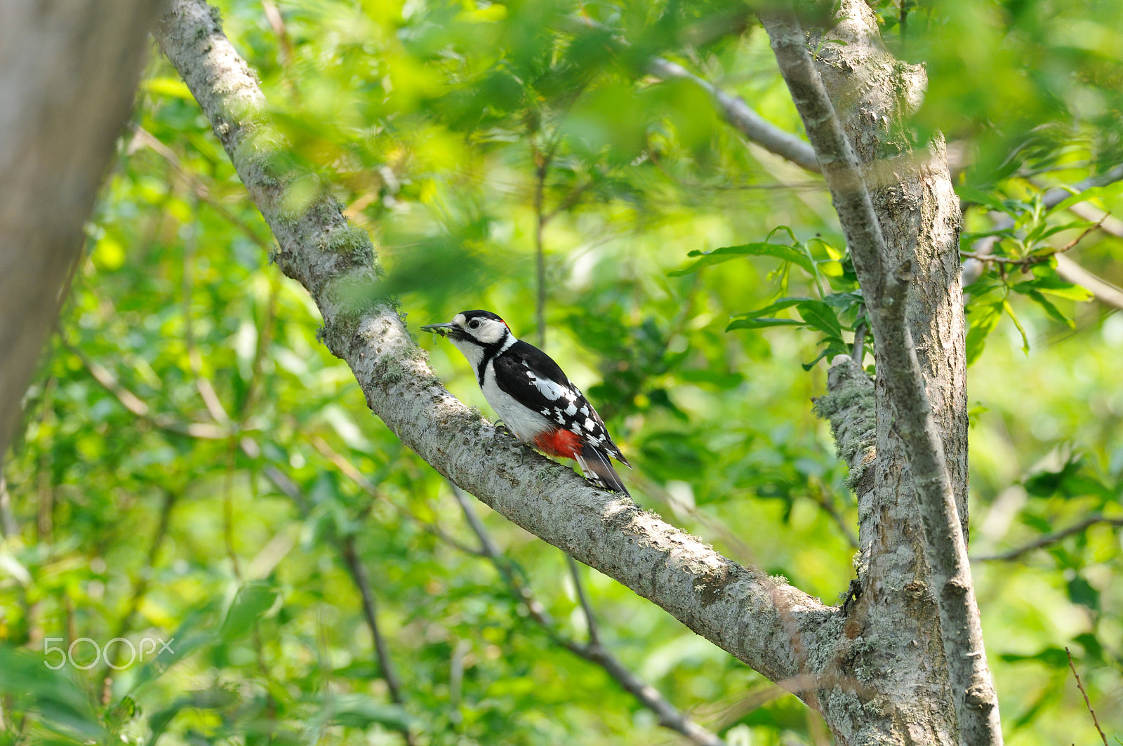 Sigma 150-600mm F5-6.3 DG OS HSM | S sample photo. Search for bait of fledglings photography