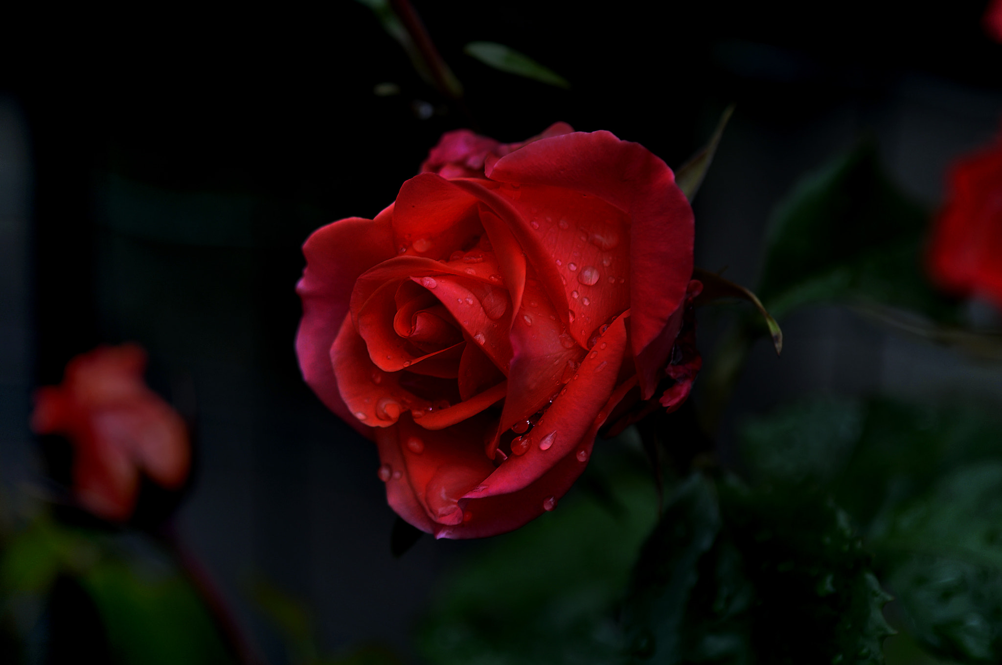 AF Micro-Nikkor 105mm f/2.8 sample photo. Роза photography