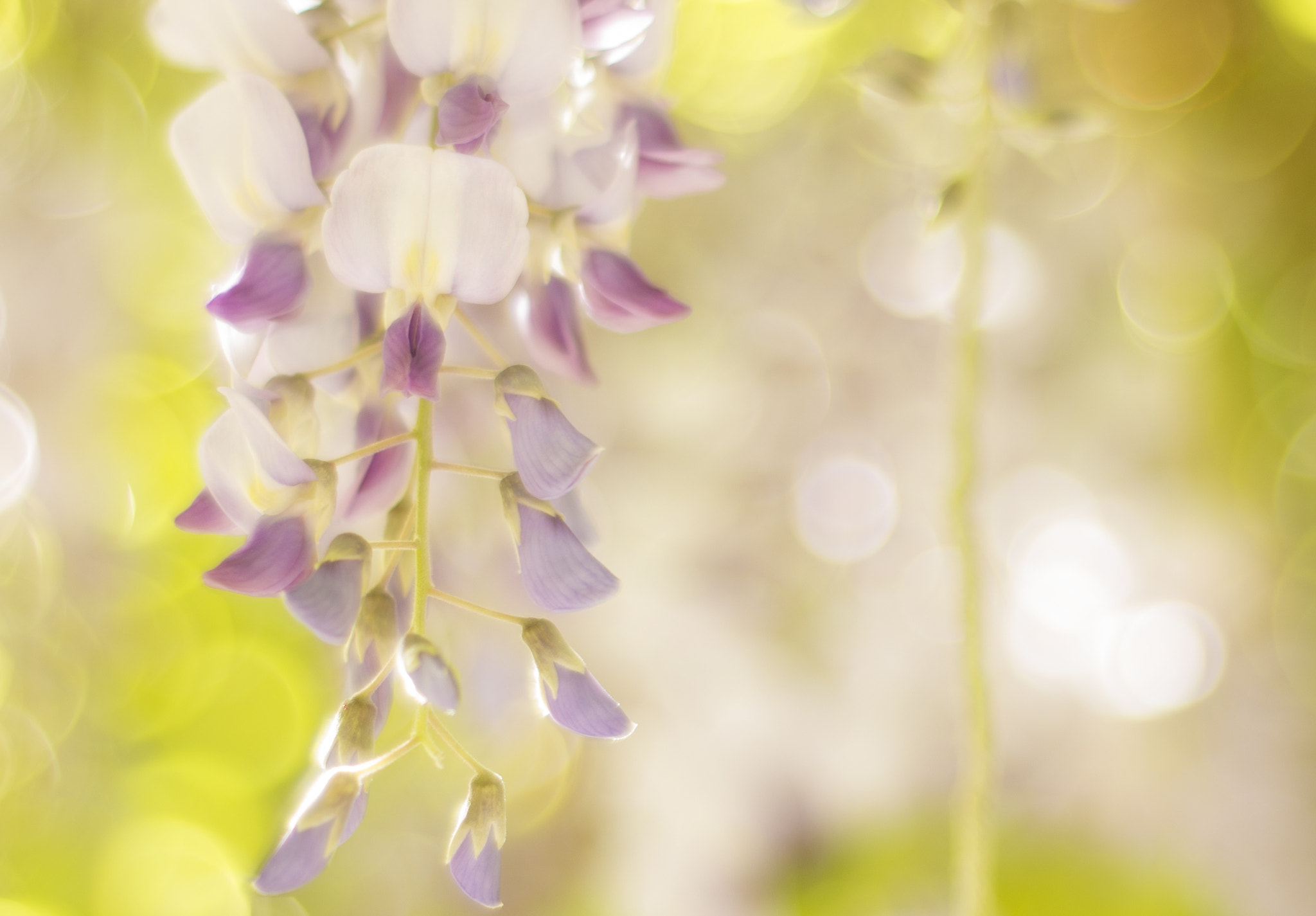 Nikon D800E + Nikon AF Nikkor 50mm F1.8D sample photo. Wisteria photography