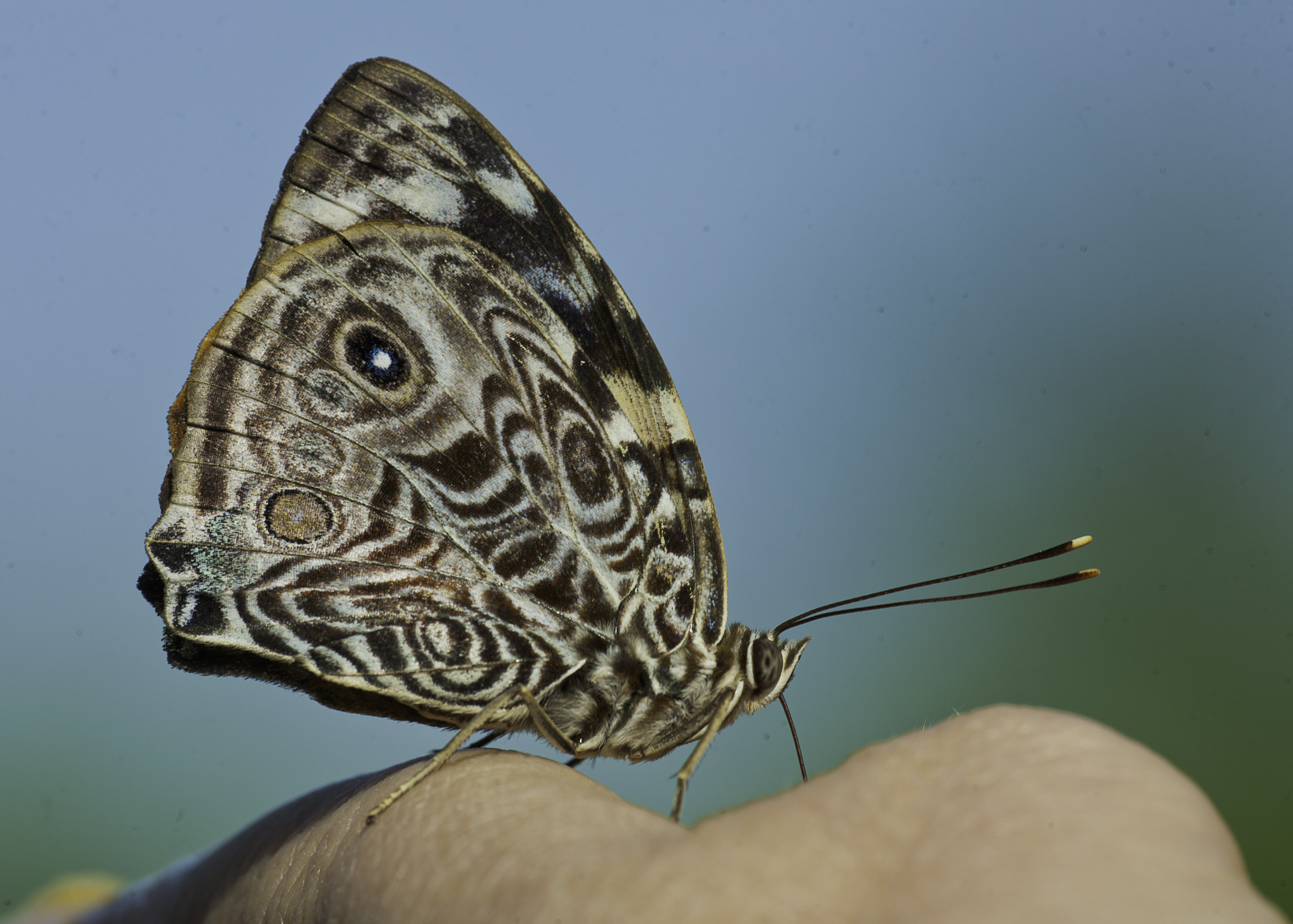 Nikon D3X sample photo. Smyrna blomfildia - selfie version photography