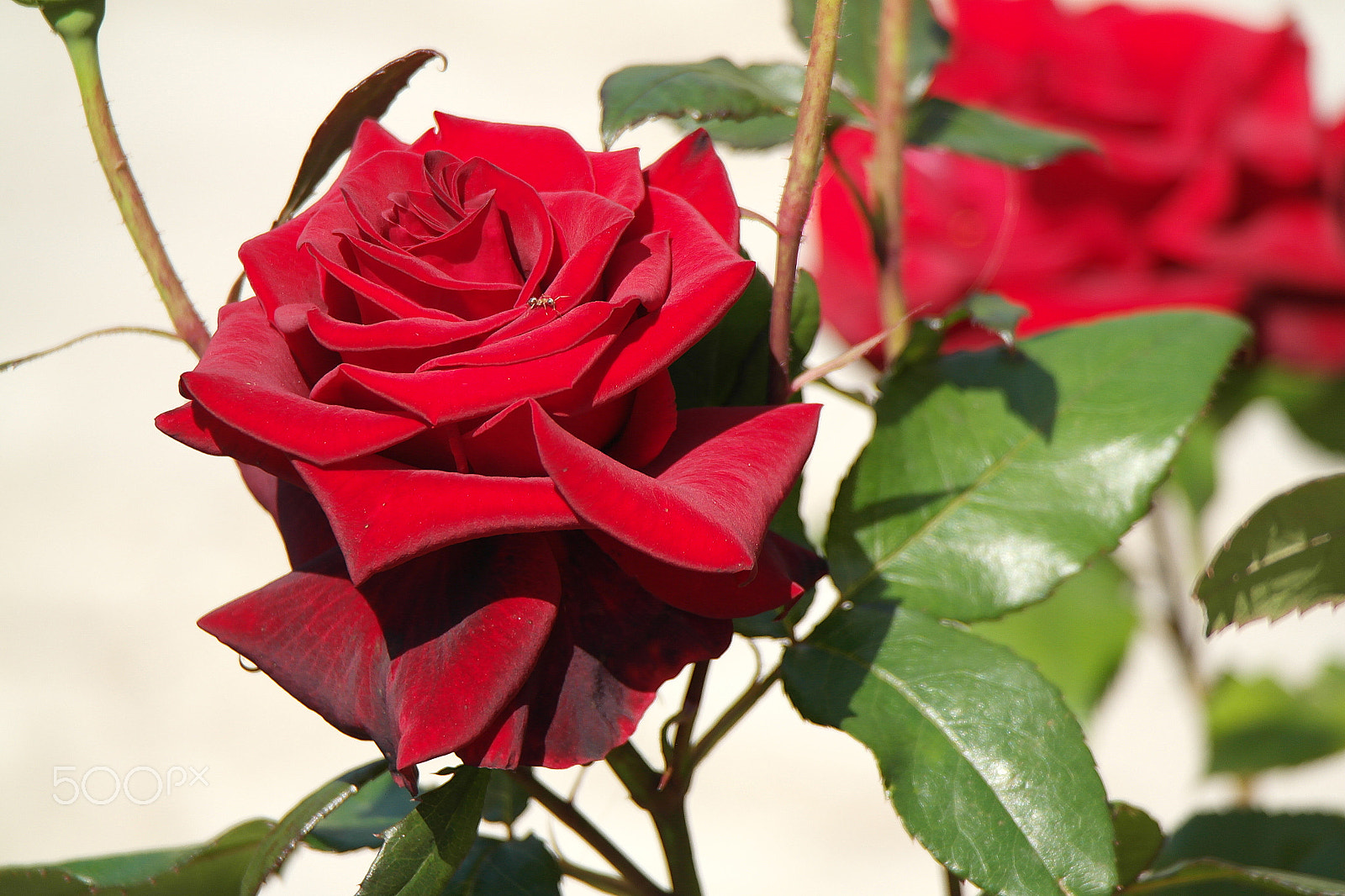Samsung NX200 sample photo. Red roses photography