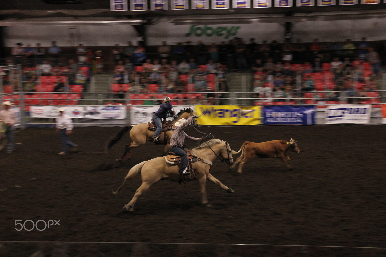 Canon EOS 550D (EOS Rebel T2i / EOS Kiss X4) sample photo. Rodeo cow hunt photography
