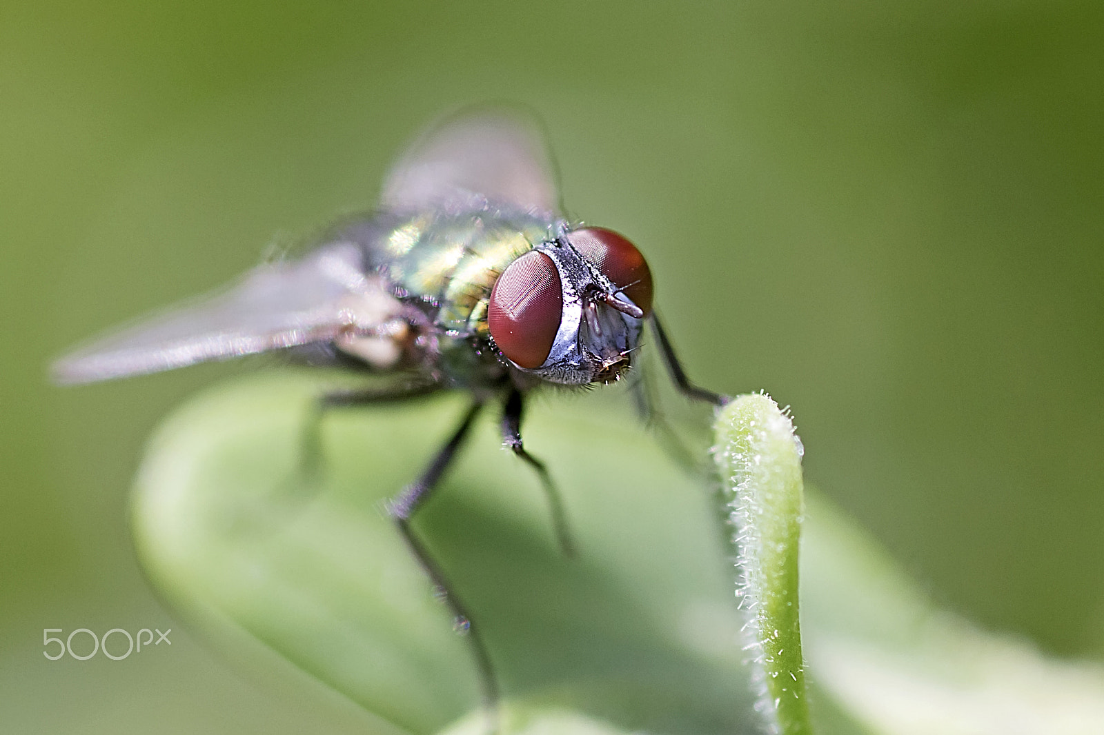 Tamron SP AF 90mm F2.8 Di Macro sample photo. Green-bottle photography
